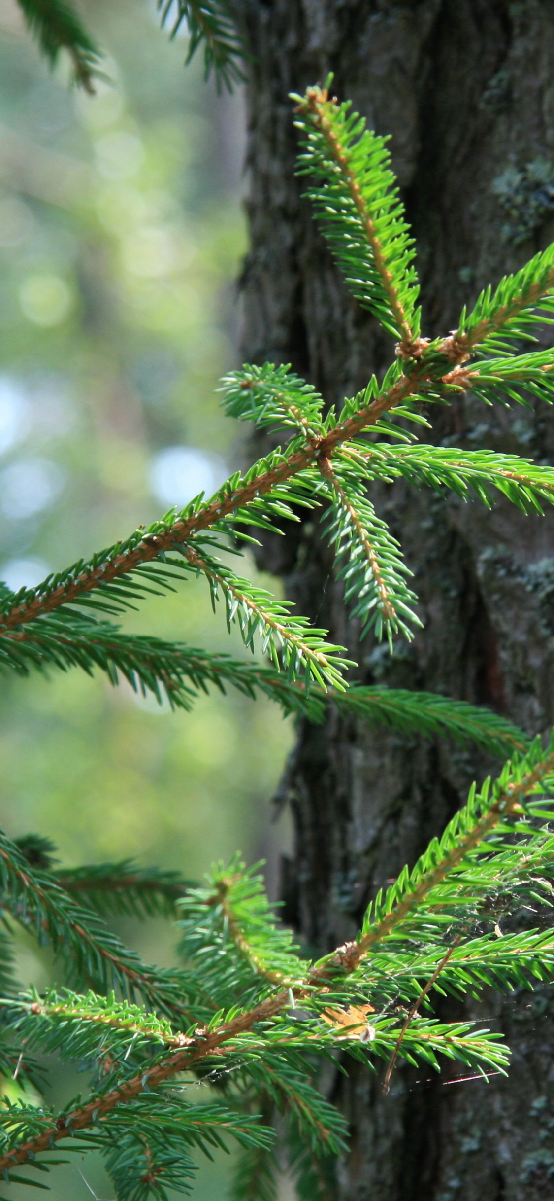 Обои ель, сосна, дерево, пихта, игла в разрешении 1125x2436