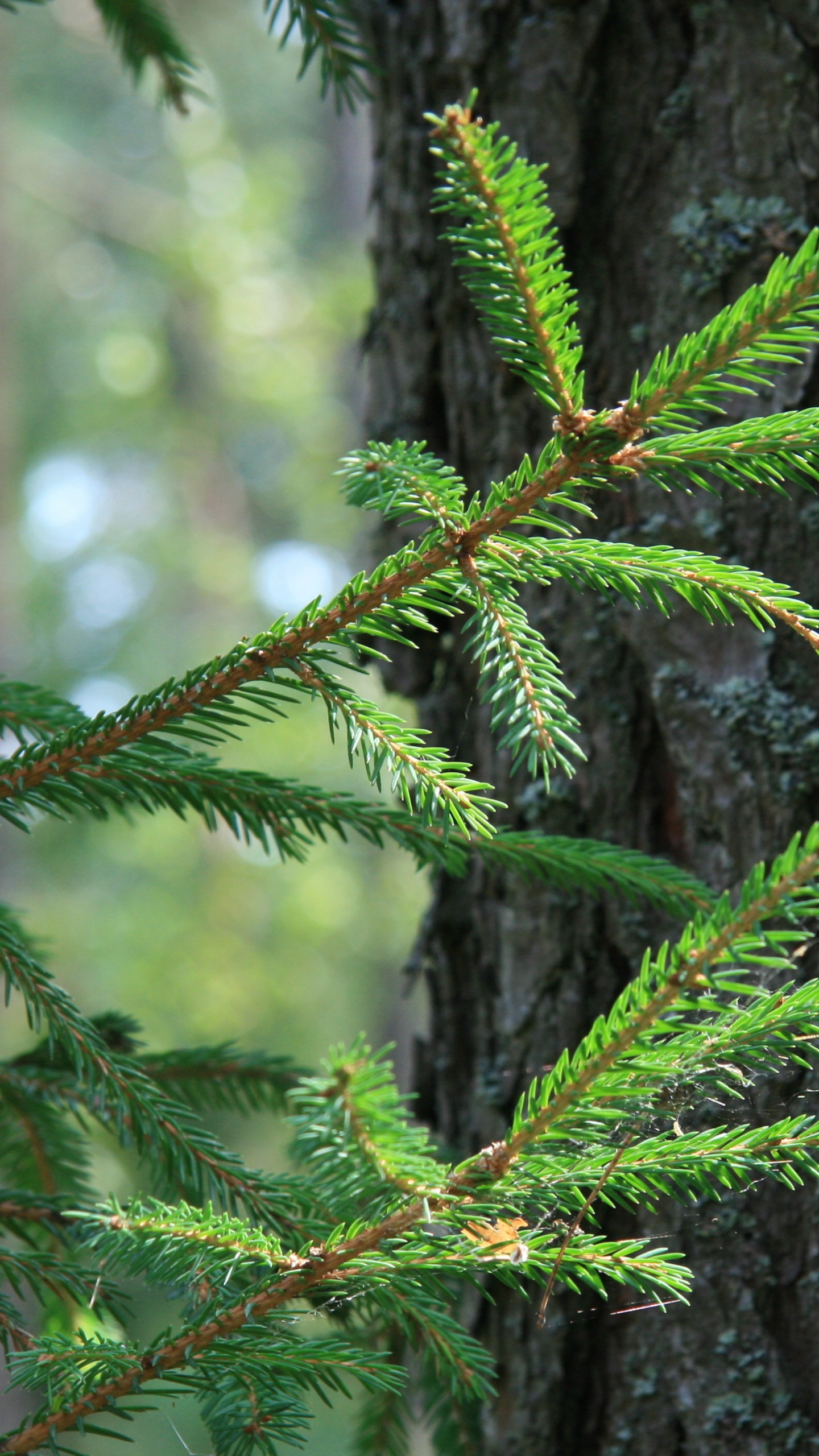 Обои ель, сосна, дерево, пихта, игла в разрешении 1440x2560