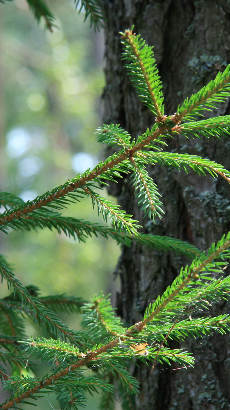 Обои ель, сосна, дерево, пихта, игла в разрешении 750x1334