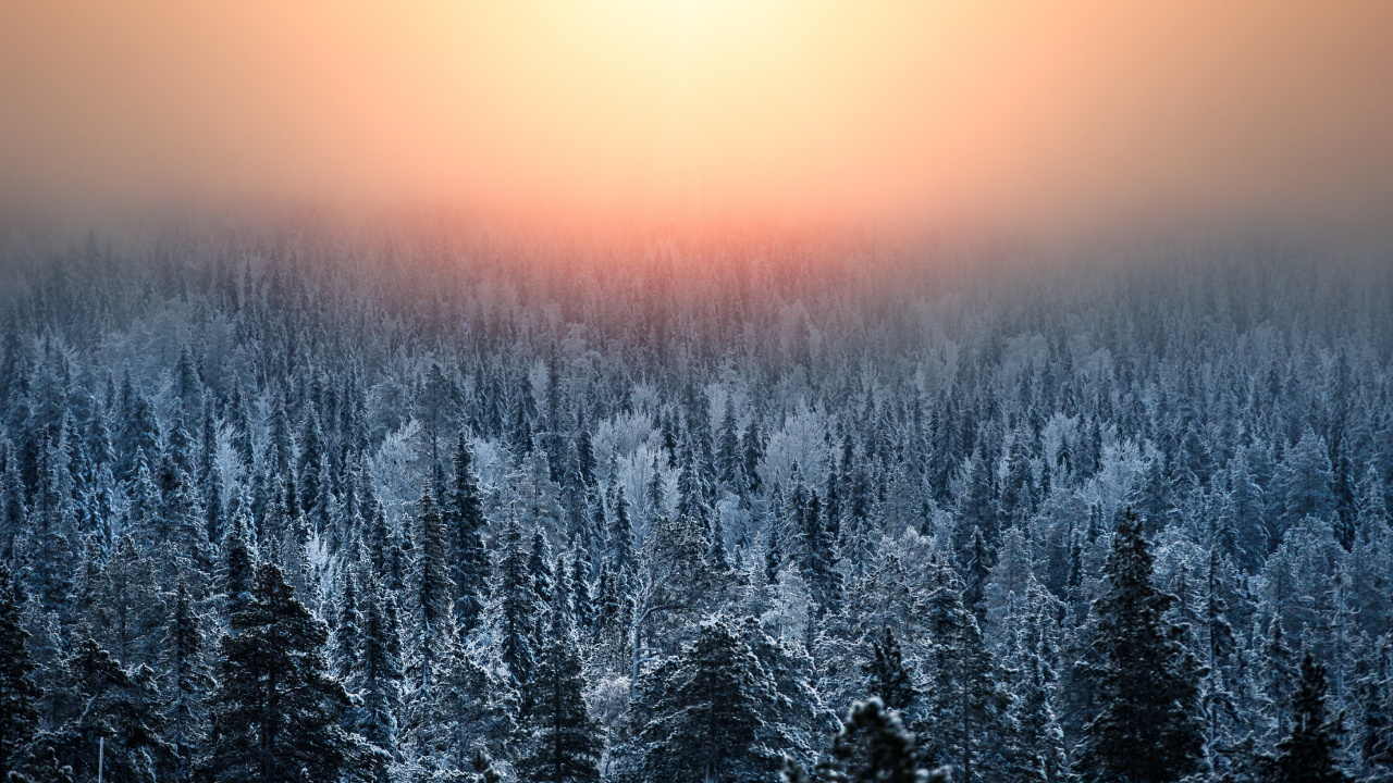 Обои природа, природный ландшафт, зима, синий, дерево в разрешении 1280x720