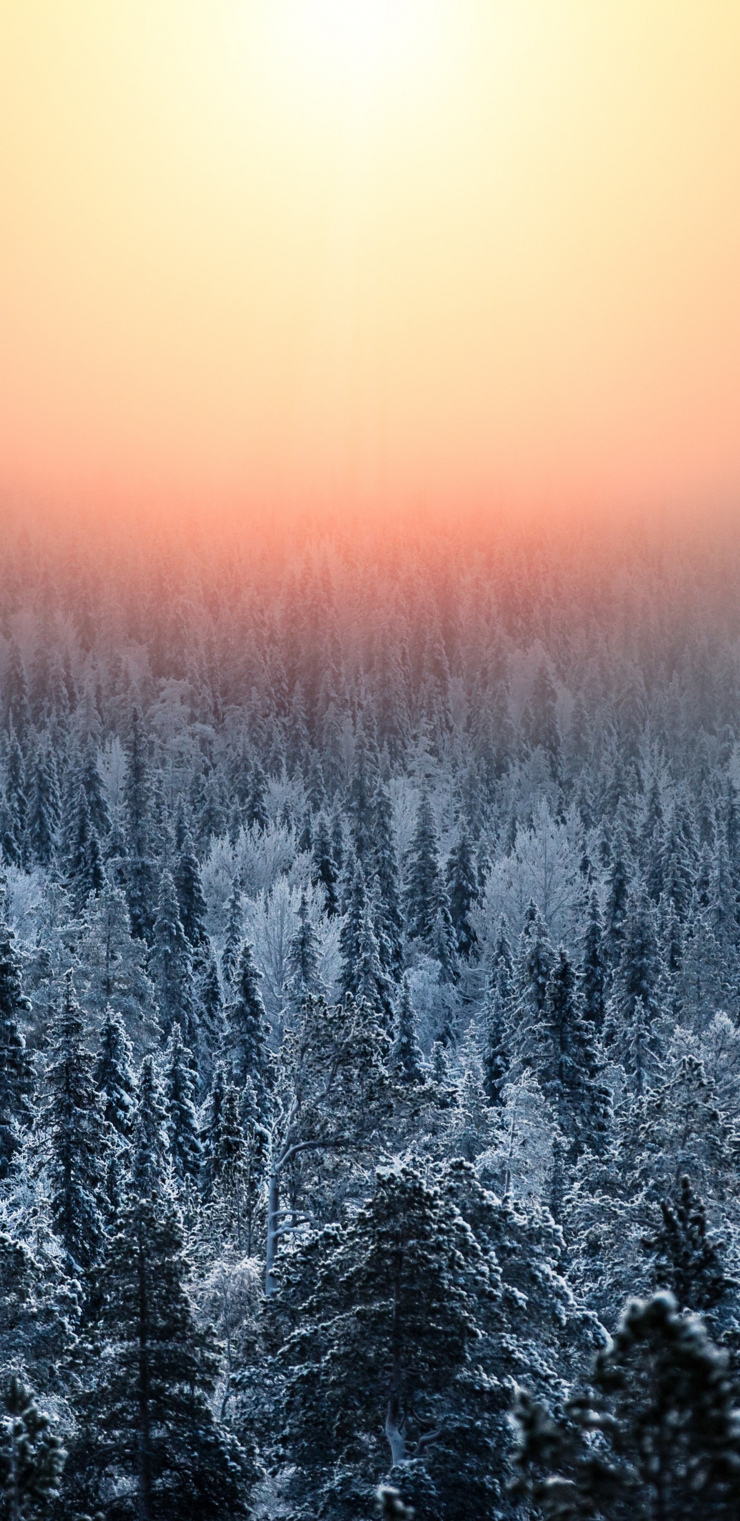 Обои природа, природный ландшафт, зима, синий, дерево в разрешении 1440x2960