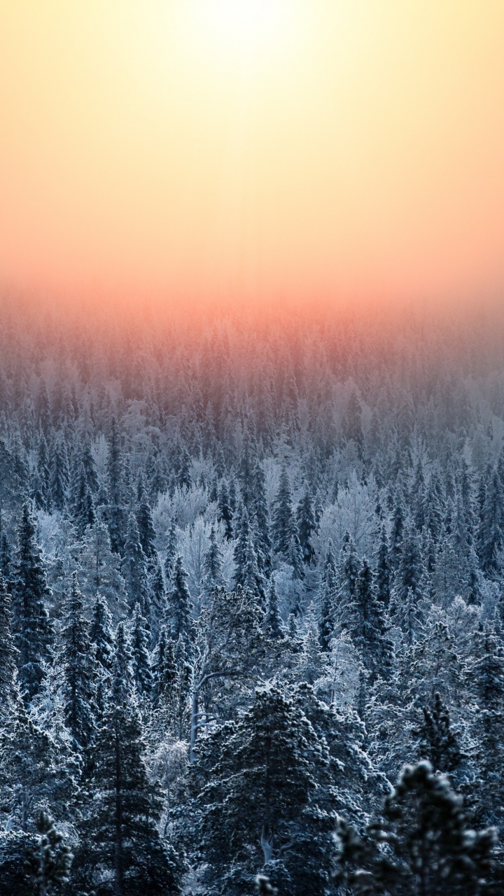 Обои природа, природный ландшафт, зима, синий, дерево в разрешении 720x1280