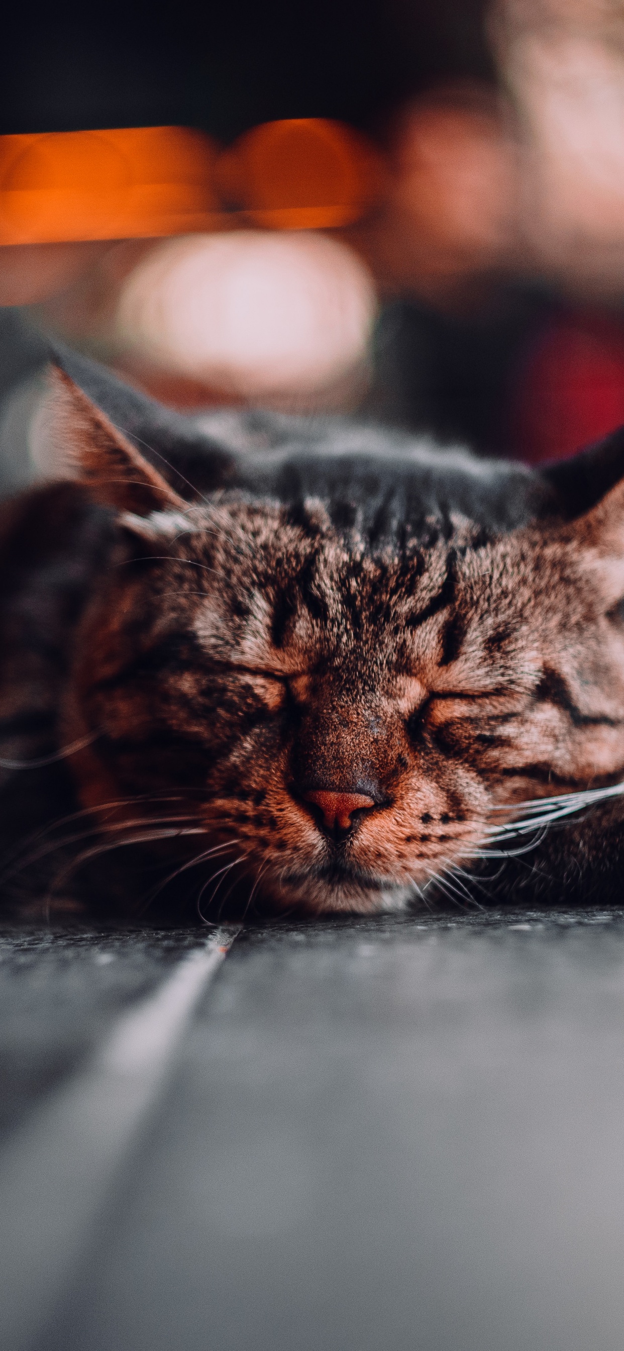 Обои бакенбарды, кот, полосатый кот, наука, кошачьих в разрешении 1242x2688