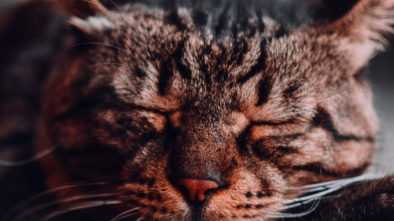 Обои бакенбарды, кот, полосатый кот, наука, кошачьих в разрешении 1366x768