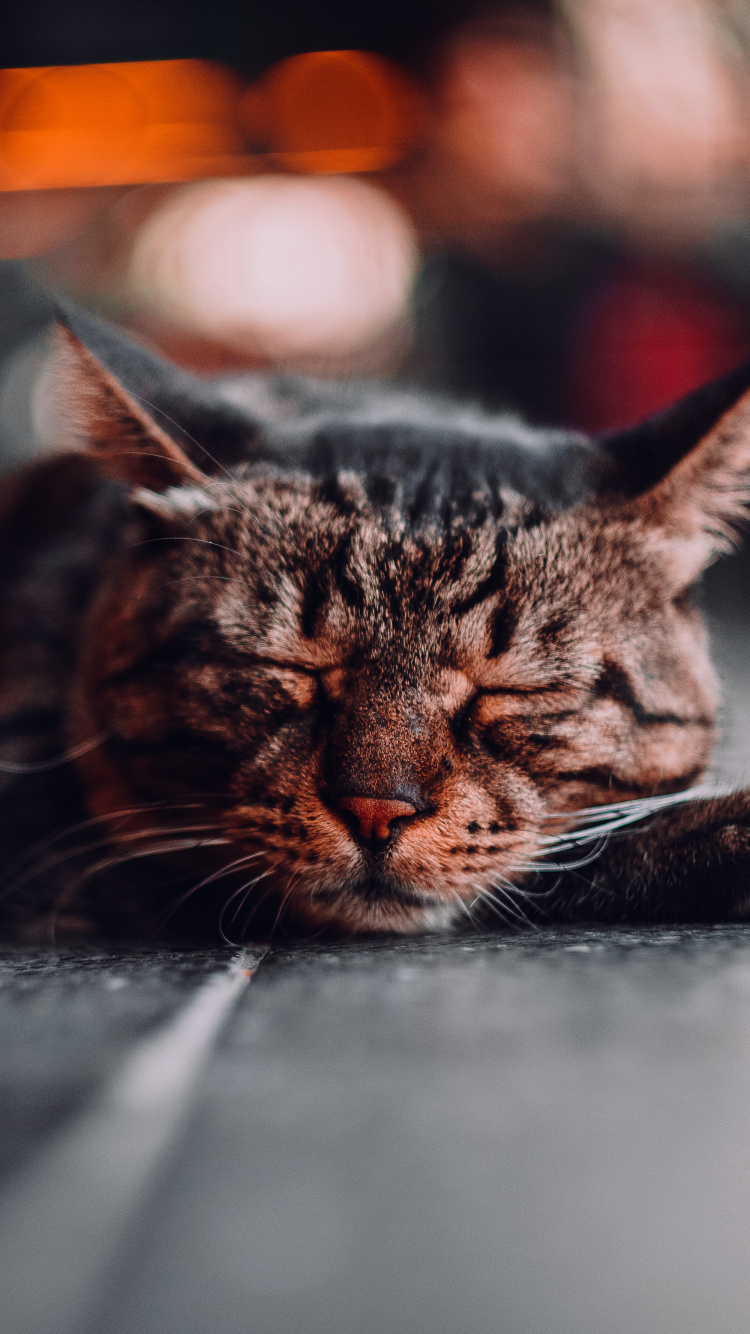 Обои бакенбарды, кот, полосатый кот, наука, кошачьих в разрешении 750x1334