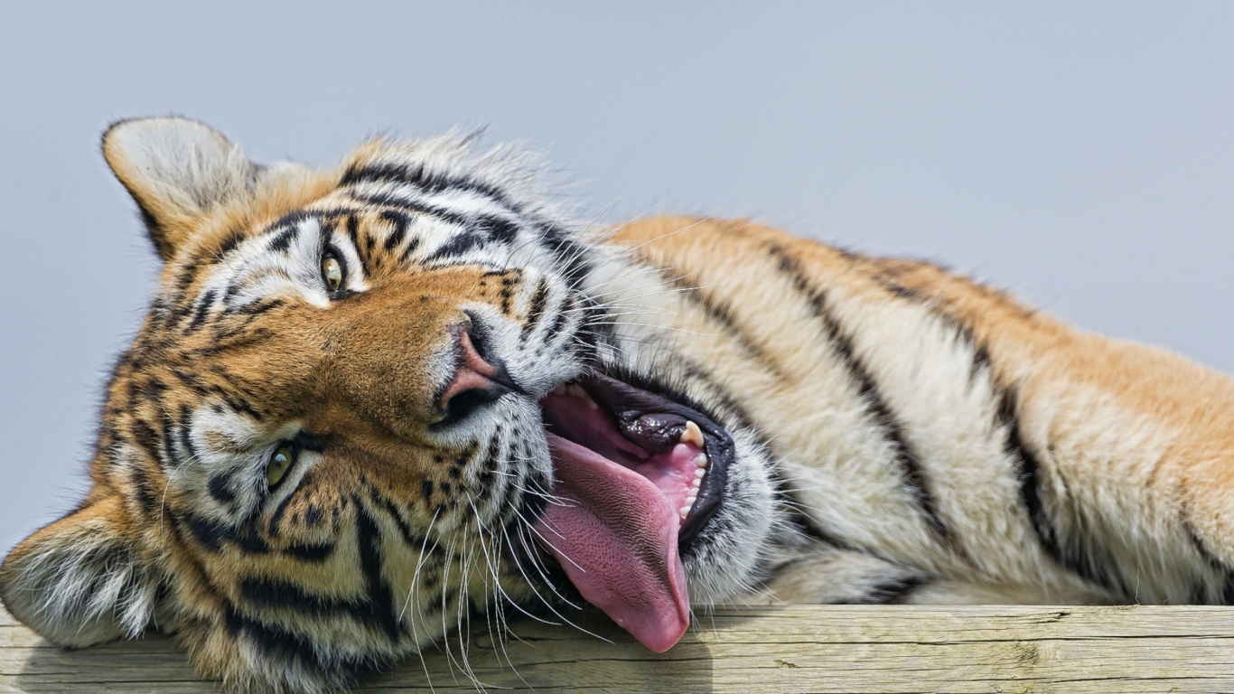 Обои тигр, кот, Белый тигр, Леопард, большая кошка в разрешении 1366x768