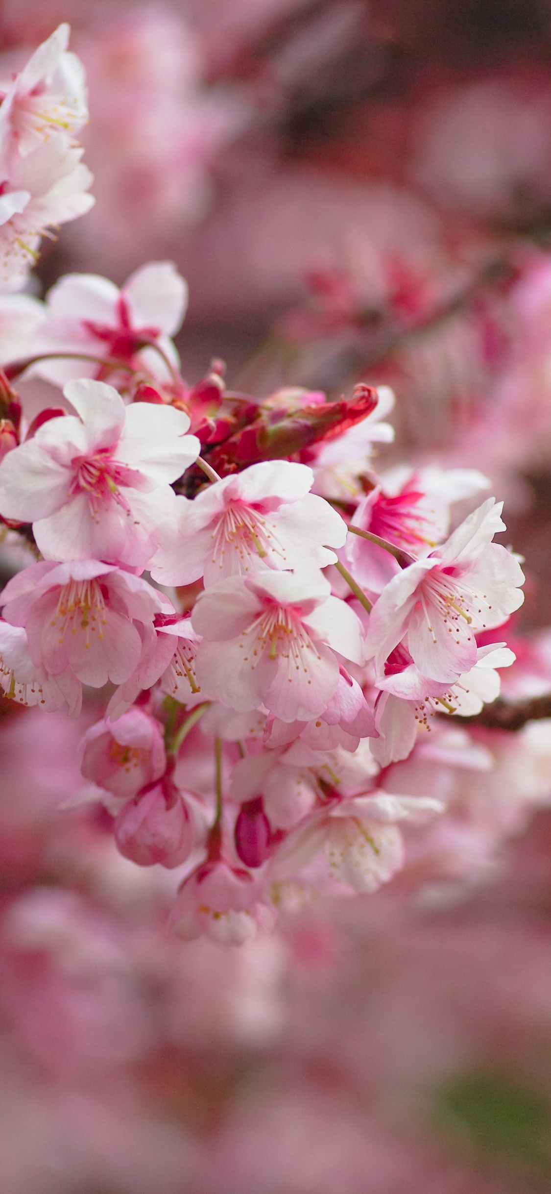 Обои расцвет, цветение вишни, цветок, растение, весна в разрешении 1125x2436