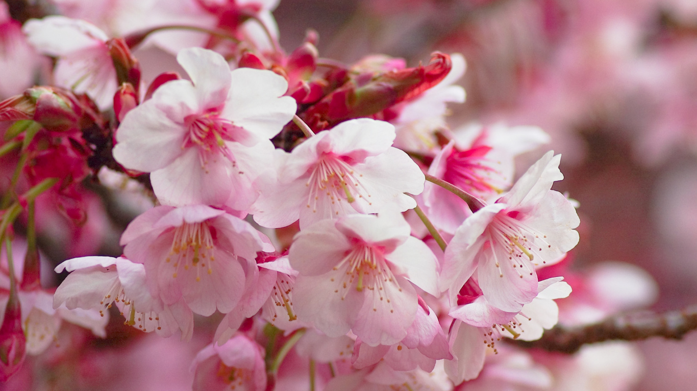 Обои расцвет, цветение вишни, цветок, растение, весна в разрешении 1366x768