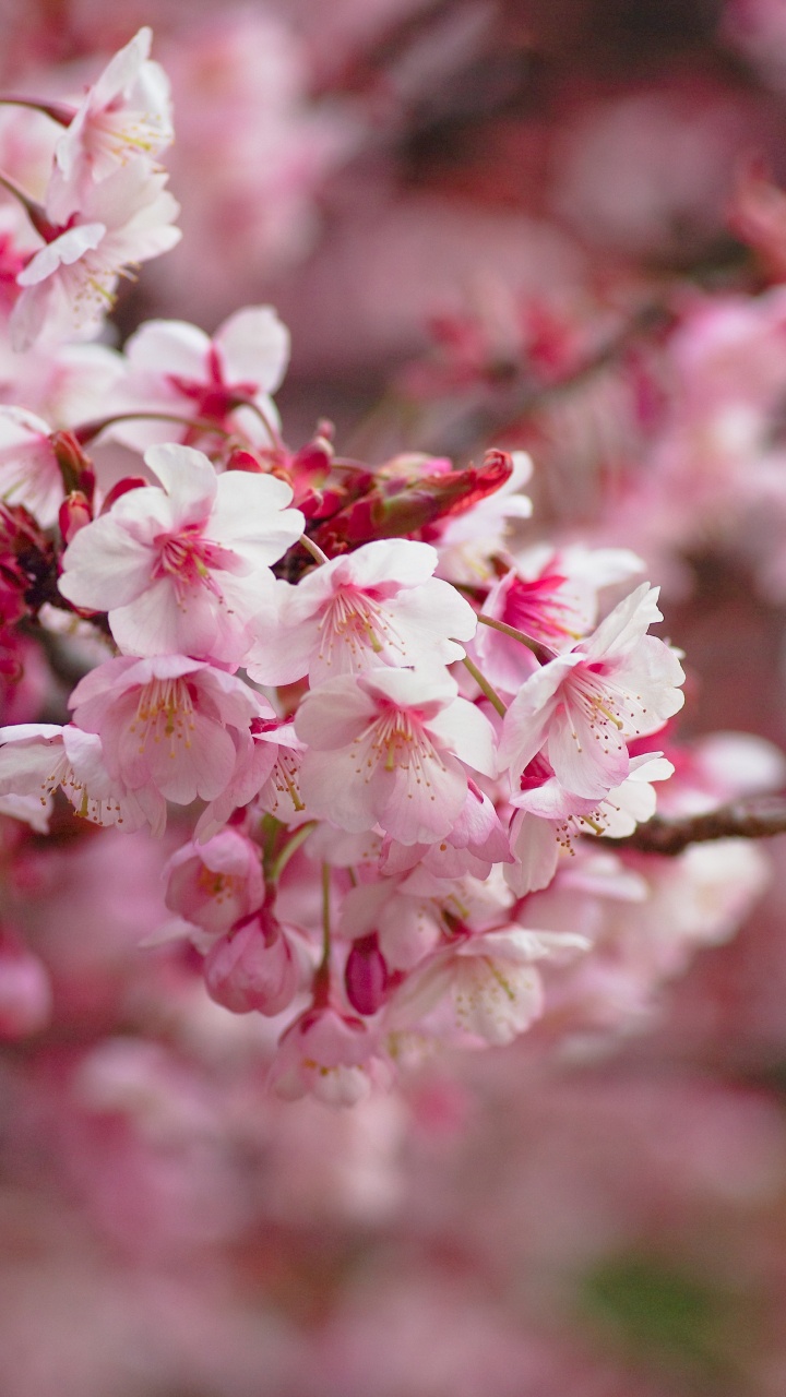 Обои расцвет, цветение вишни, цветок, растение, весна в разрешении 720x1280