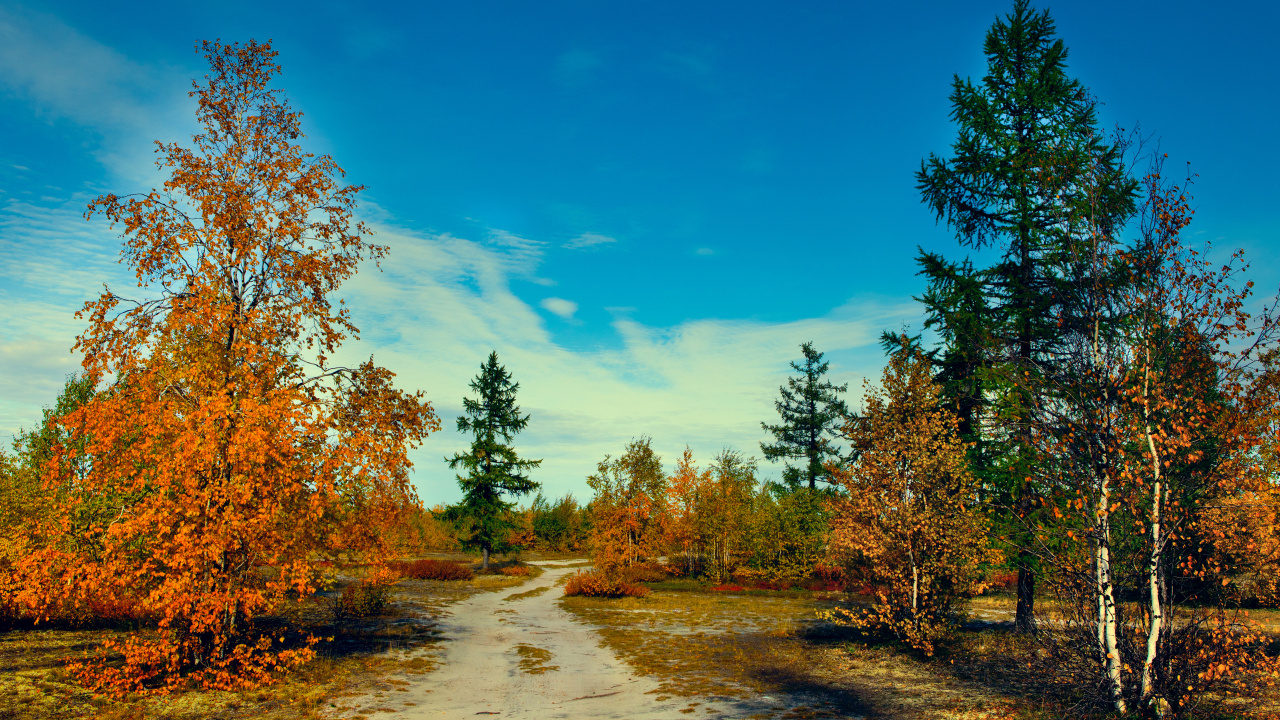 Обои дерево, природа, дикая местность, лист, лес в разрешении 1280x720