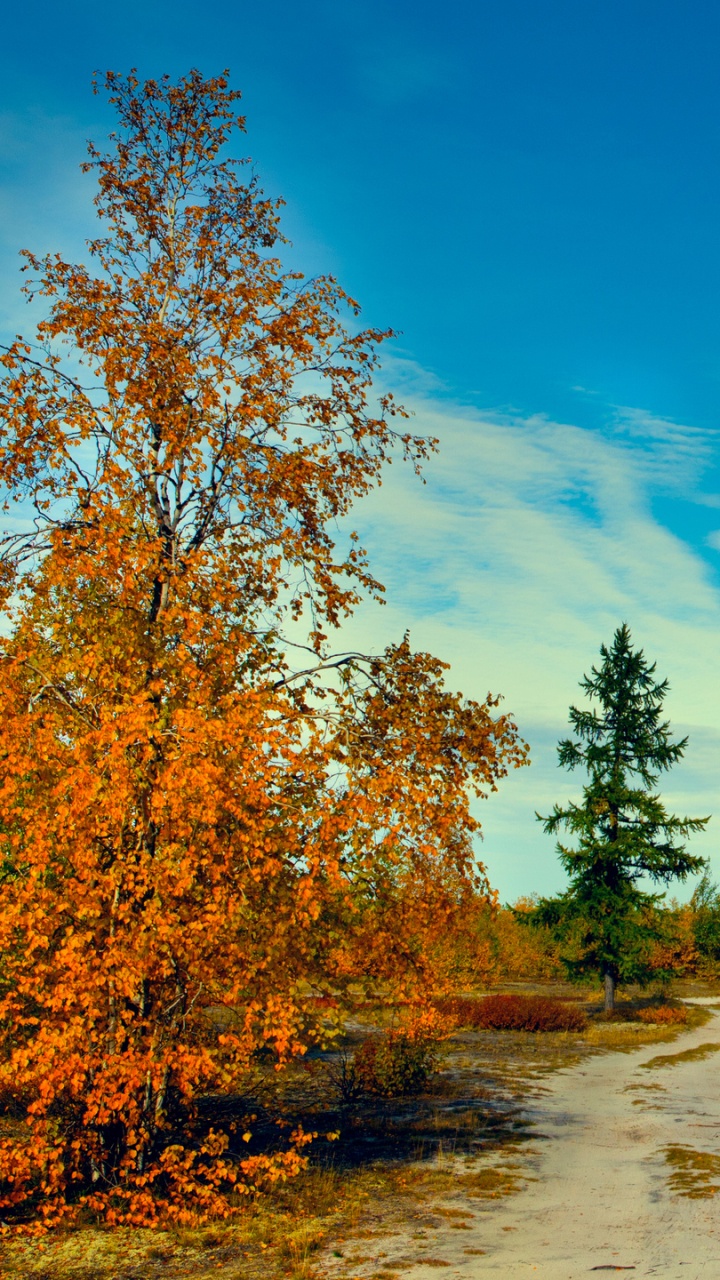 Обои дерево, природа, дикая местность, лист, лес в разрешении 720x1280