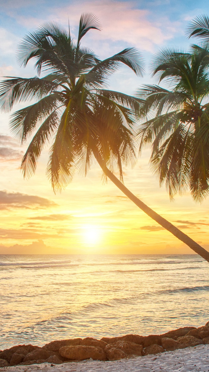 Обои закат, тропическая зона, Пальма, Карибский бассейн, океан в разрешении 720x1280