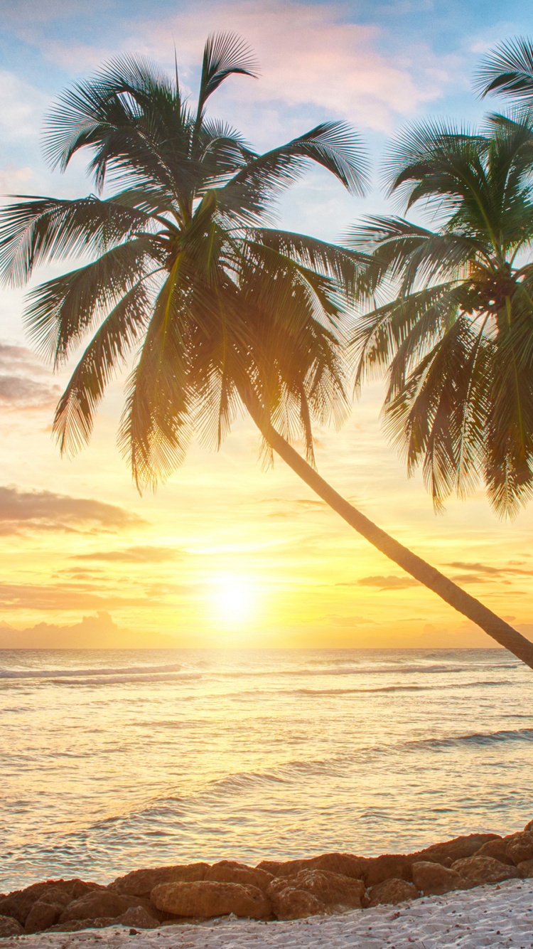 Обои закат, тропическая зона, Пальма, Карибский бассейн, океан в разрешении 750x1334