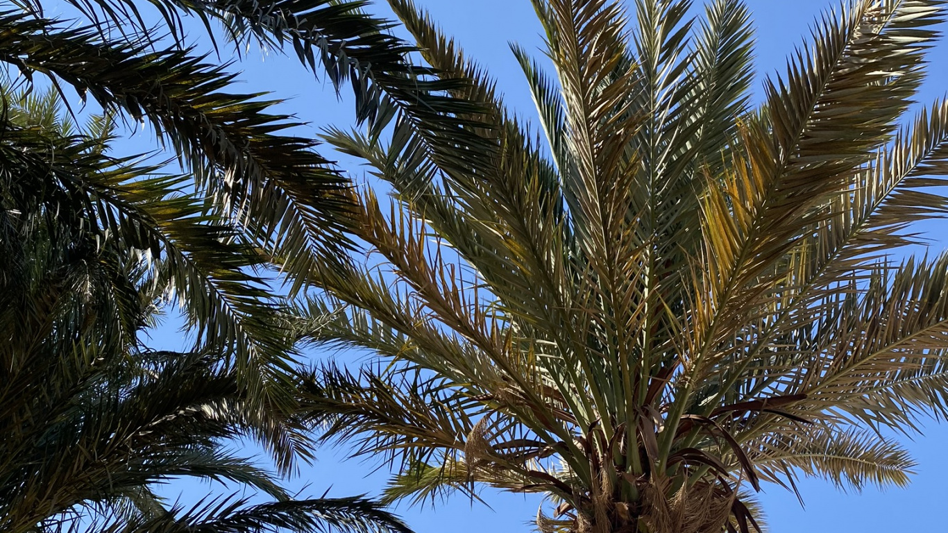 Обои Бабассу, финиковая пальма, растительность, синий, дневное время в разрешении 1366x768