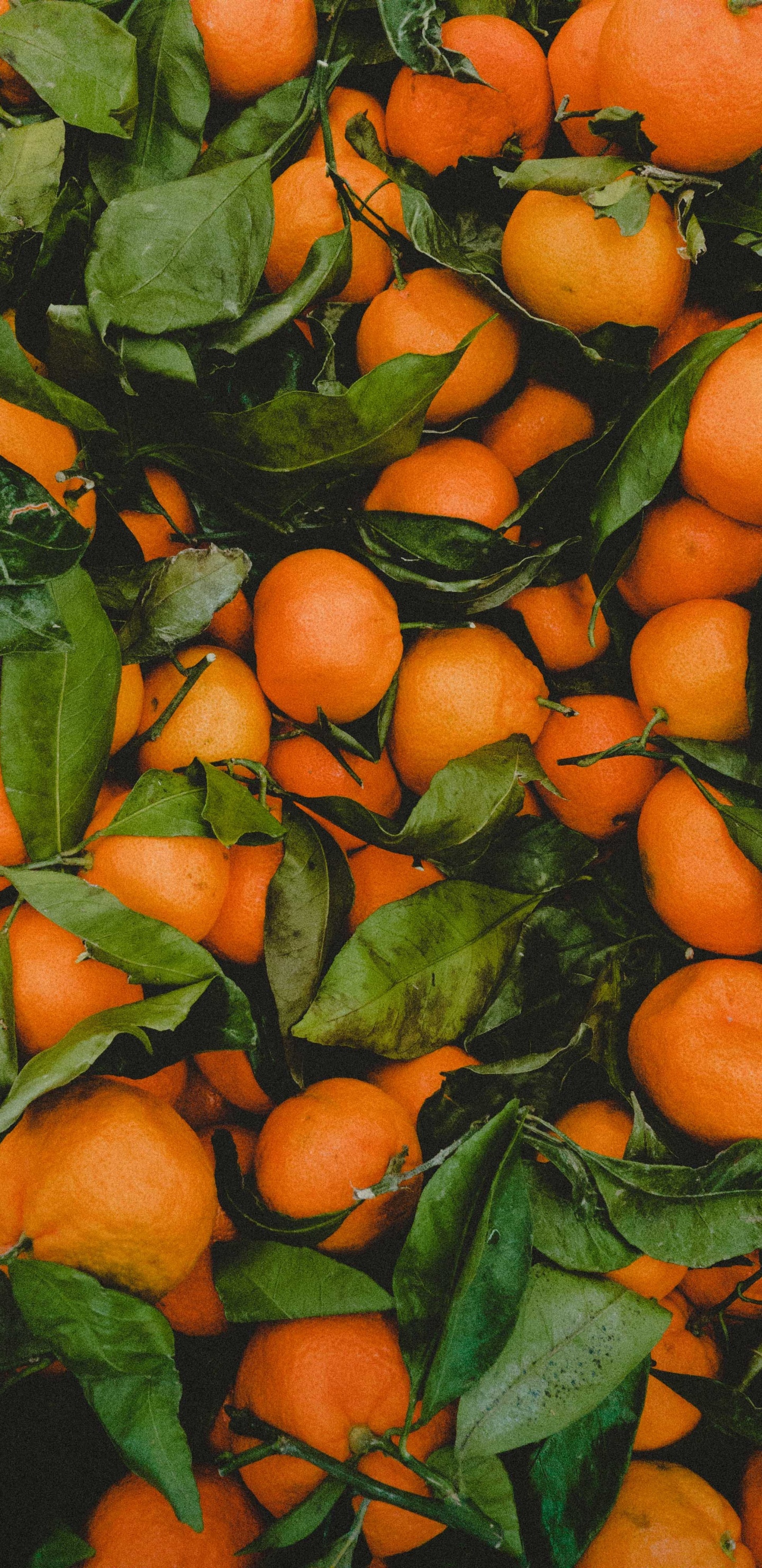 Обои Апельсин, пища, цветковое растение, растение, Рангпур в разрешении 1440x2960