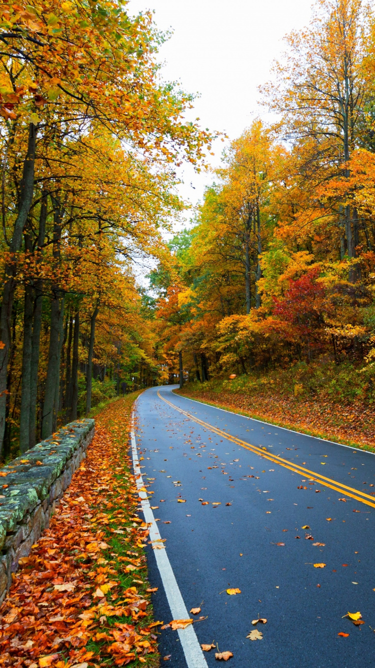Обои осень, дорога, растение, лист, дорожное покрытие в разрешении 750x1334