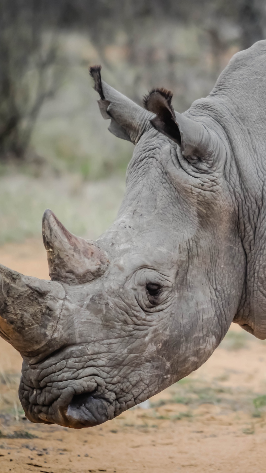 Обои носорог, черный носорог, браконьерство, рог, наземные животные в разрешении 1080x1920
