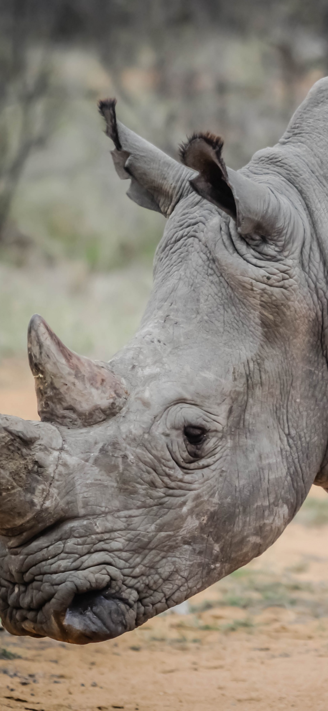 Обои носорог, черный носорог, браконьерство, рог, наземные животные в разрешении 1125x2436