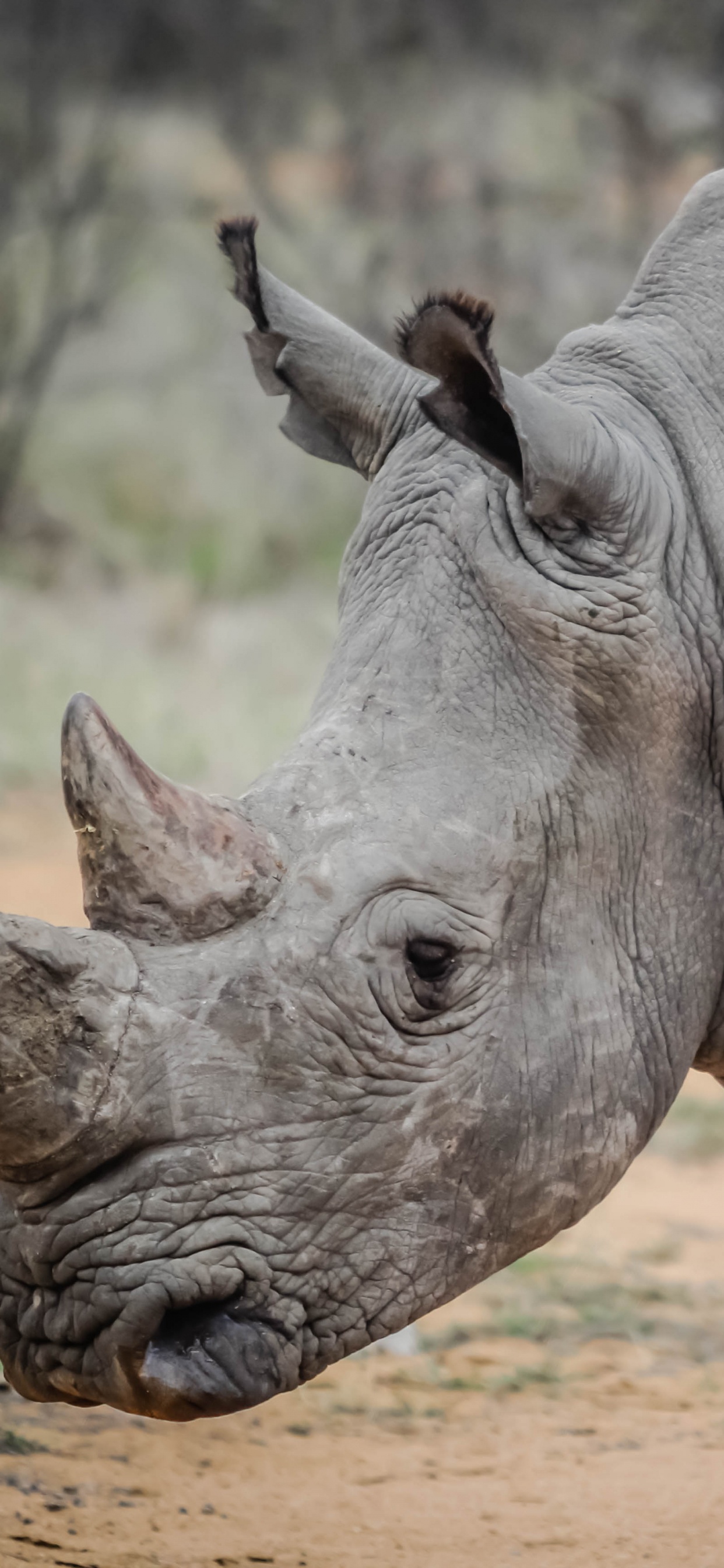 Обои носорог, черный носорог, браконьерство, рог, наземные животные в разрешении 1242x2688