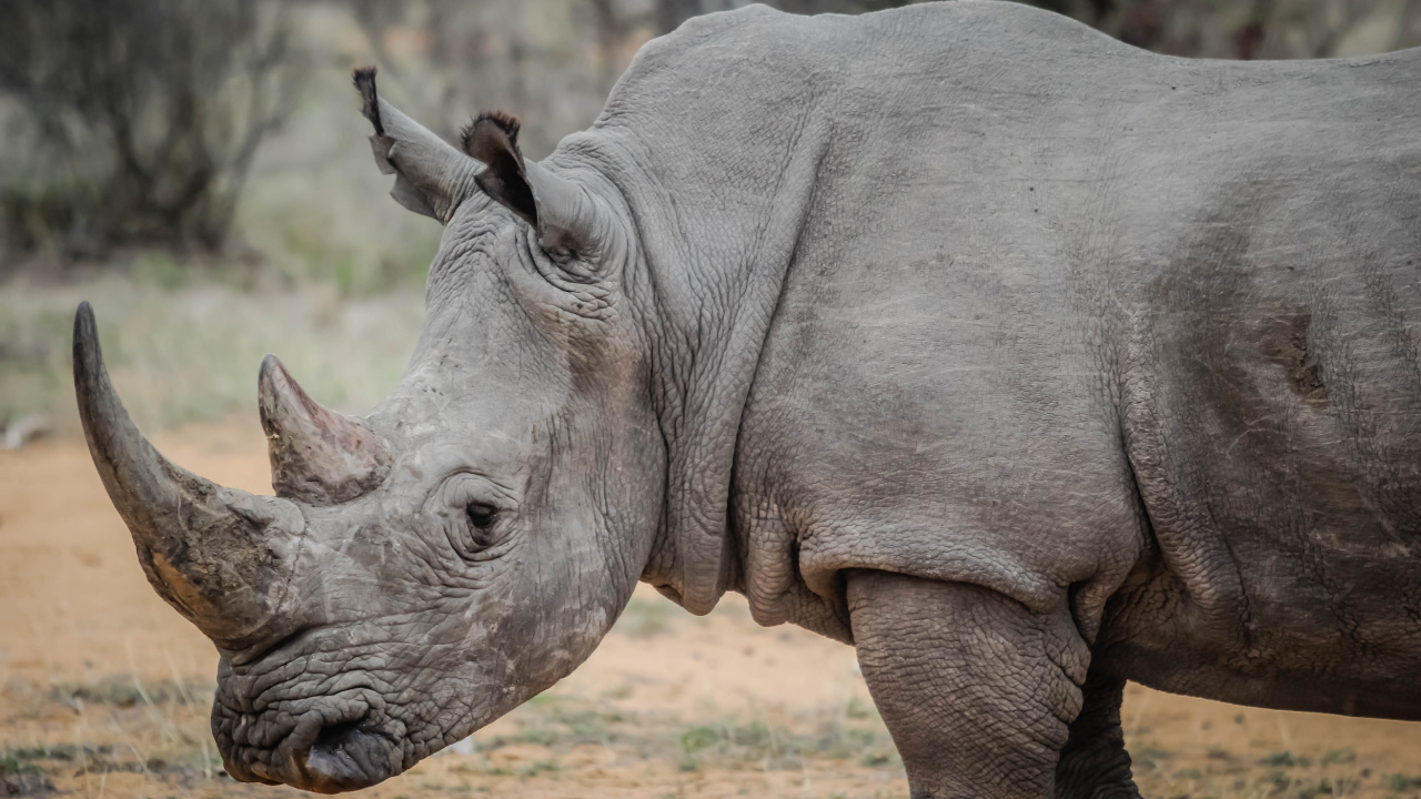 Обои носорог, черный носорог, браконьерство, рог, наземные животные в разрешении 1280x720