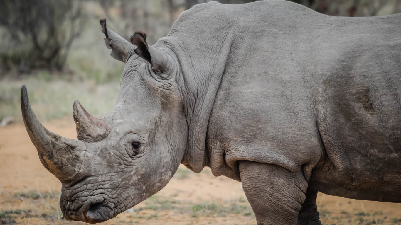Обои носорог, черный носорог, браконьерство, рог, наземные животные в разрешении 1366x768