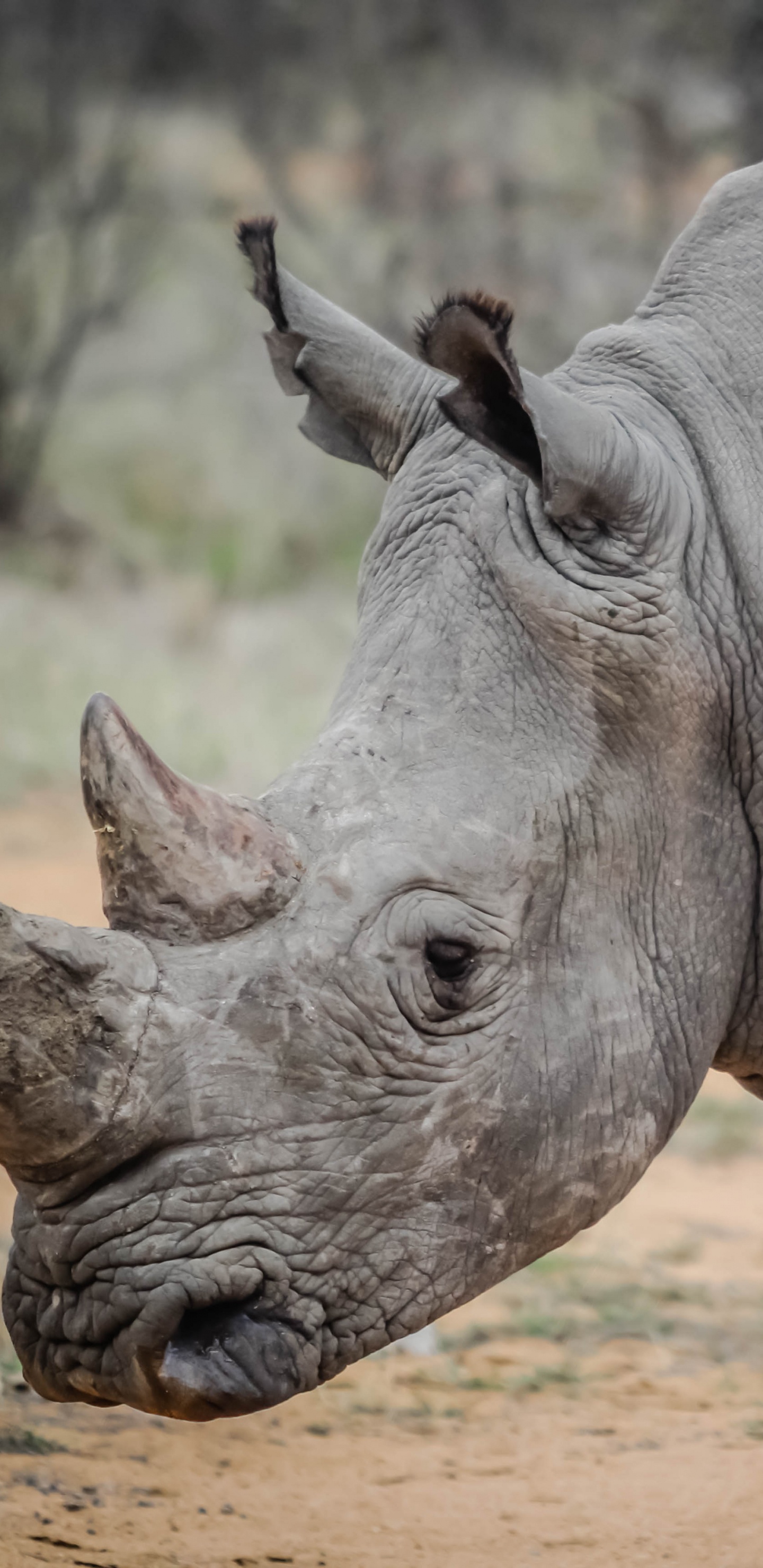 Обои носорог, черный носорог, браконьерство, рог, наземные животные в разрешении 1440x2960