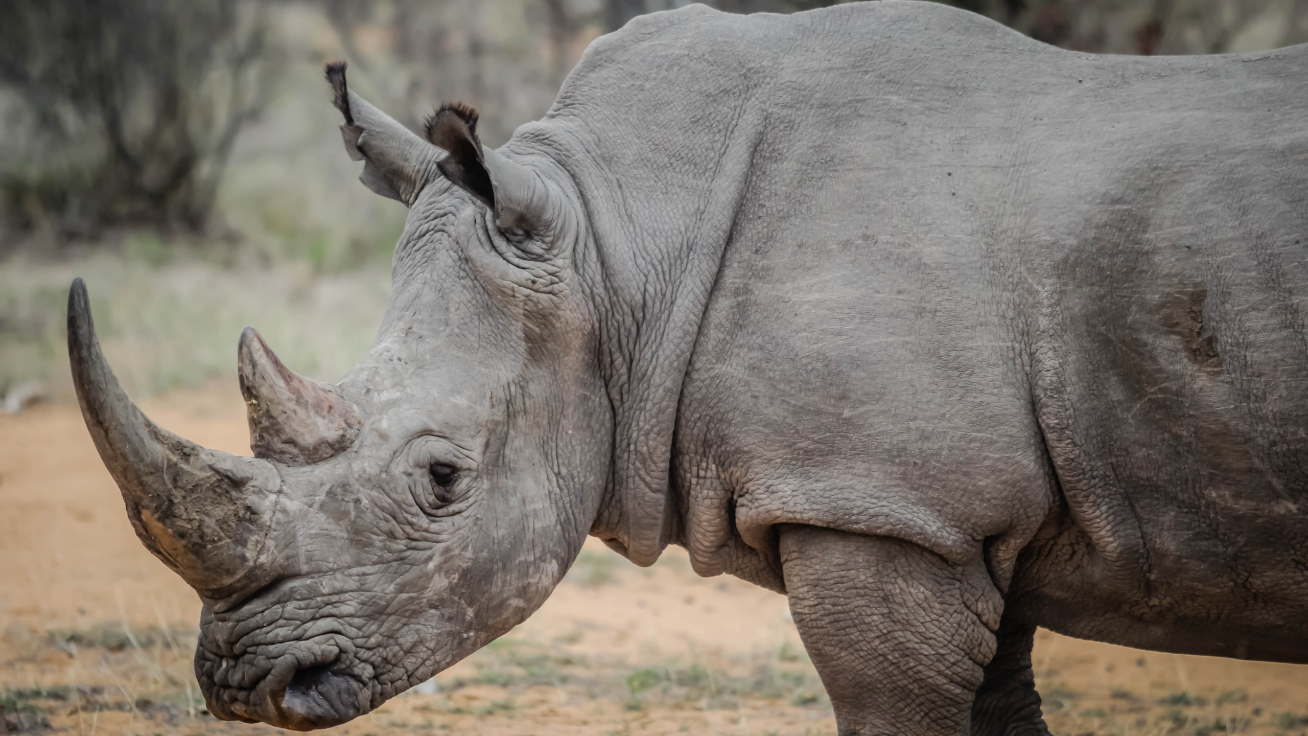 Обои носорог, черный носорог, браконьерство, рог, наземные животные в разрешении 2560x1440
