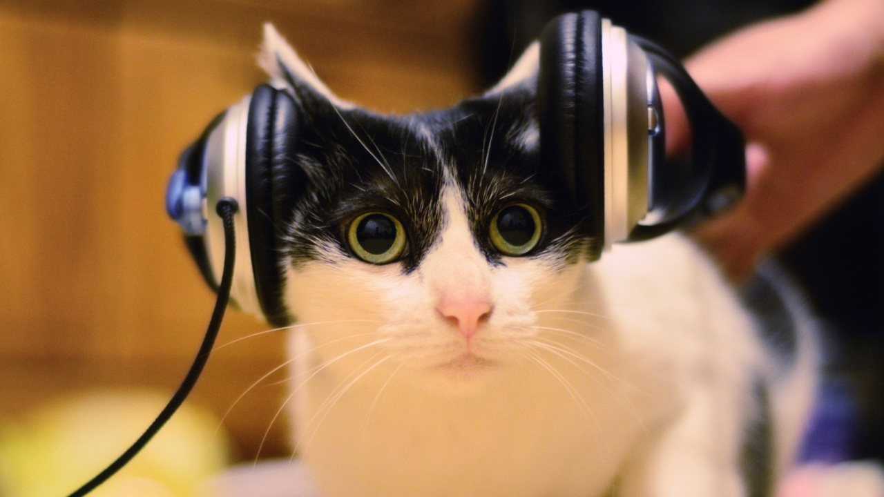 Обои кот, бакенбарды, морда, котенок, усы в разрешении 1280x720