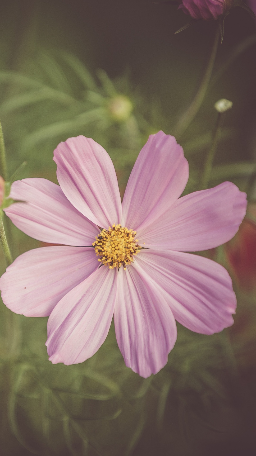 Обои сад космос, цветок, цветковое растение, полевой цветок, лепесток в разрешении 1080x1920