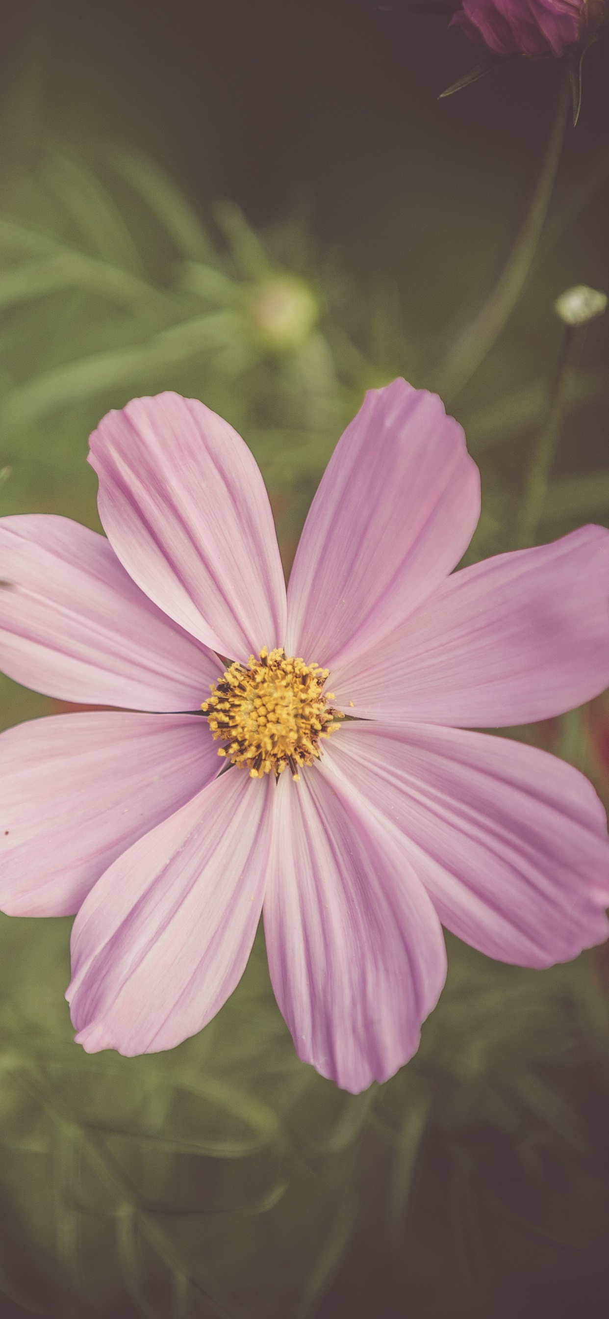 Обои сад космос, цветок, цветковое растение, полевой цветок, лепесток в разрешении 1242x2688