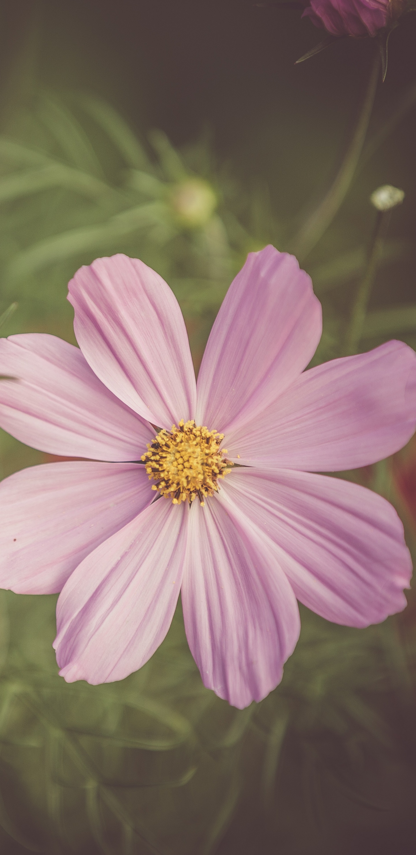 Обои сад космос, цветок, цветковое растение, полевой цветок, лепесток в разрешении 1440x2960