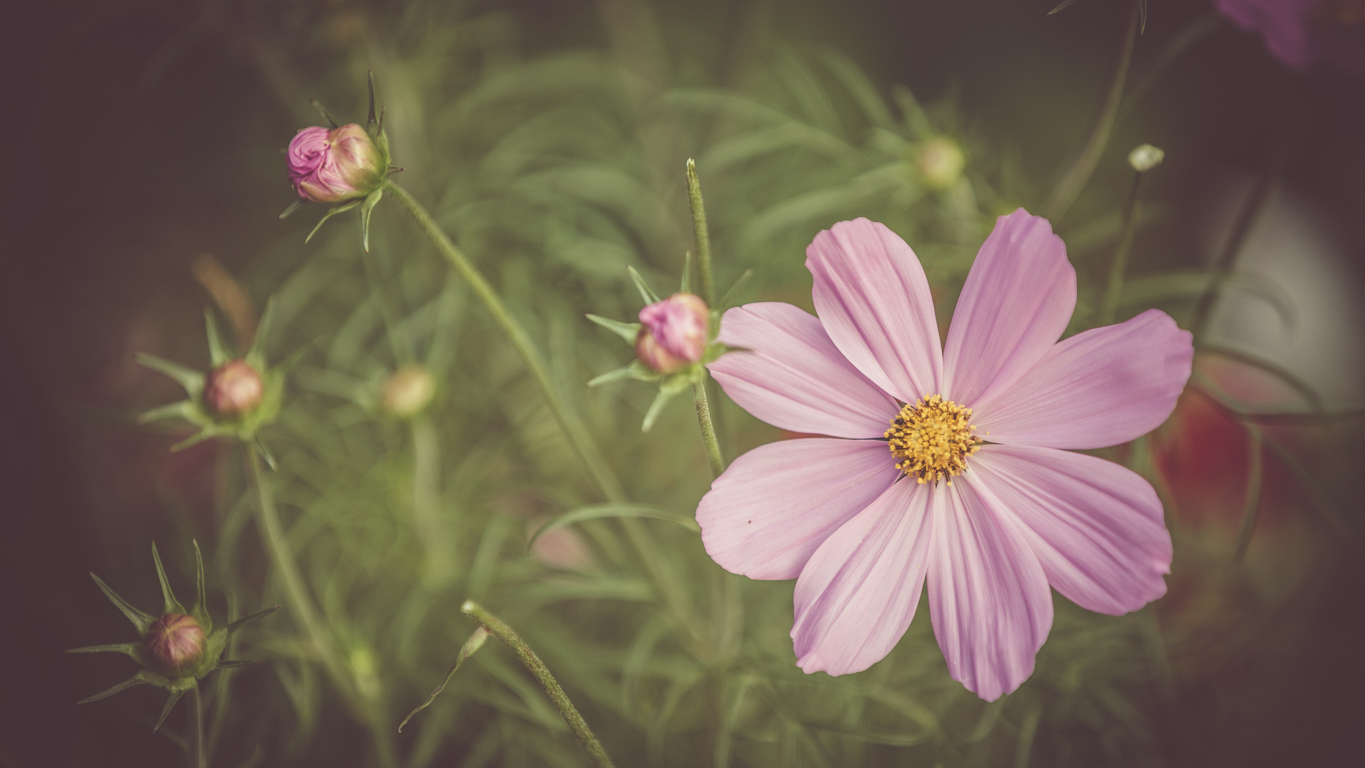 Обои сад космос, цветок, цветковое растение, полевой цветок, лепесток в разрешении 1920x1080