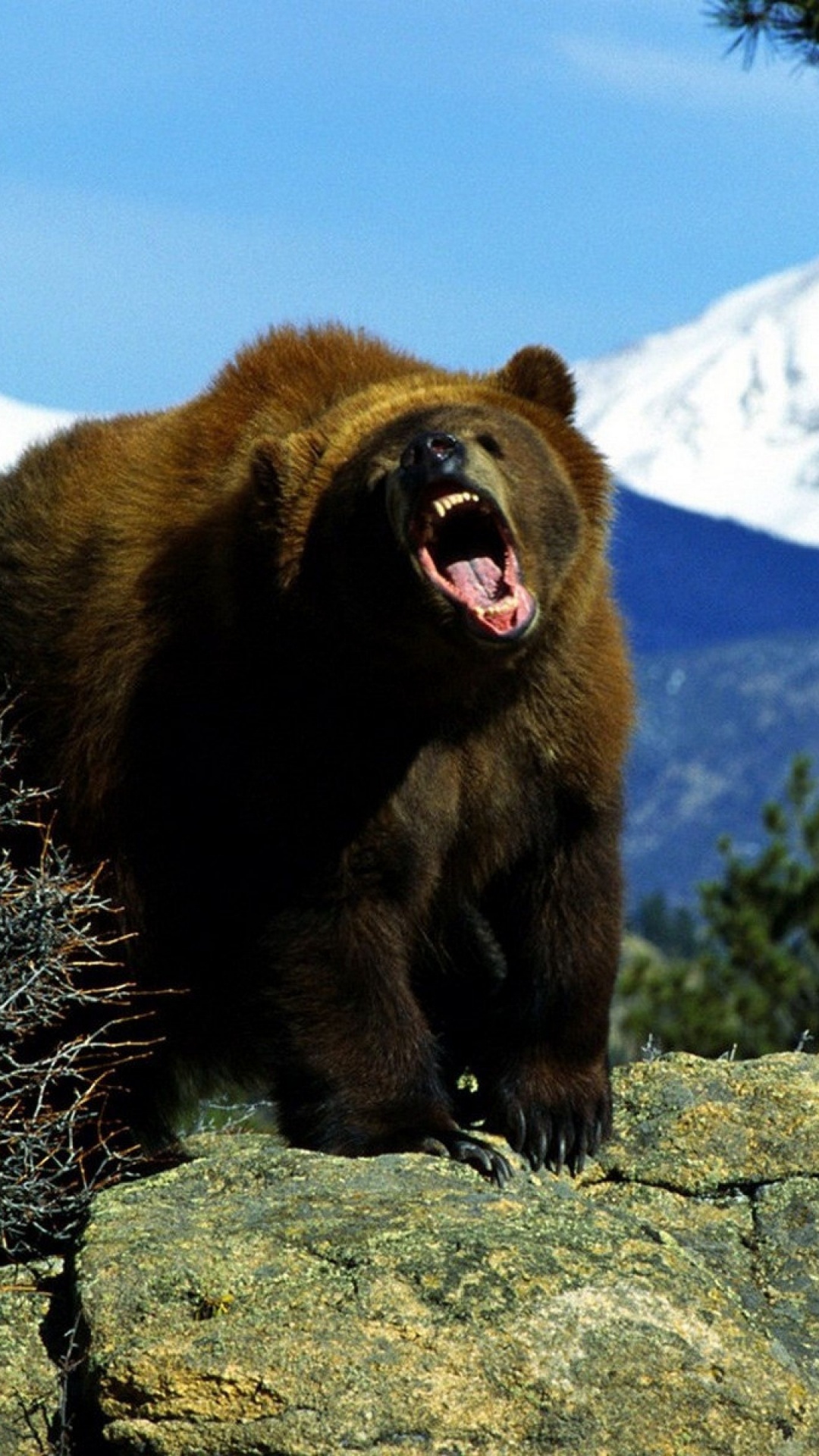 Обои Гризли, медведь, бурый медведь, наземные животные, живая природа в разрешении 1080x1920