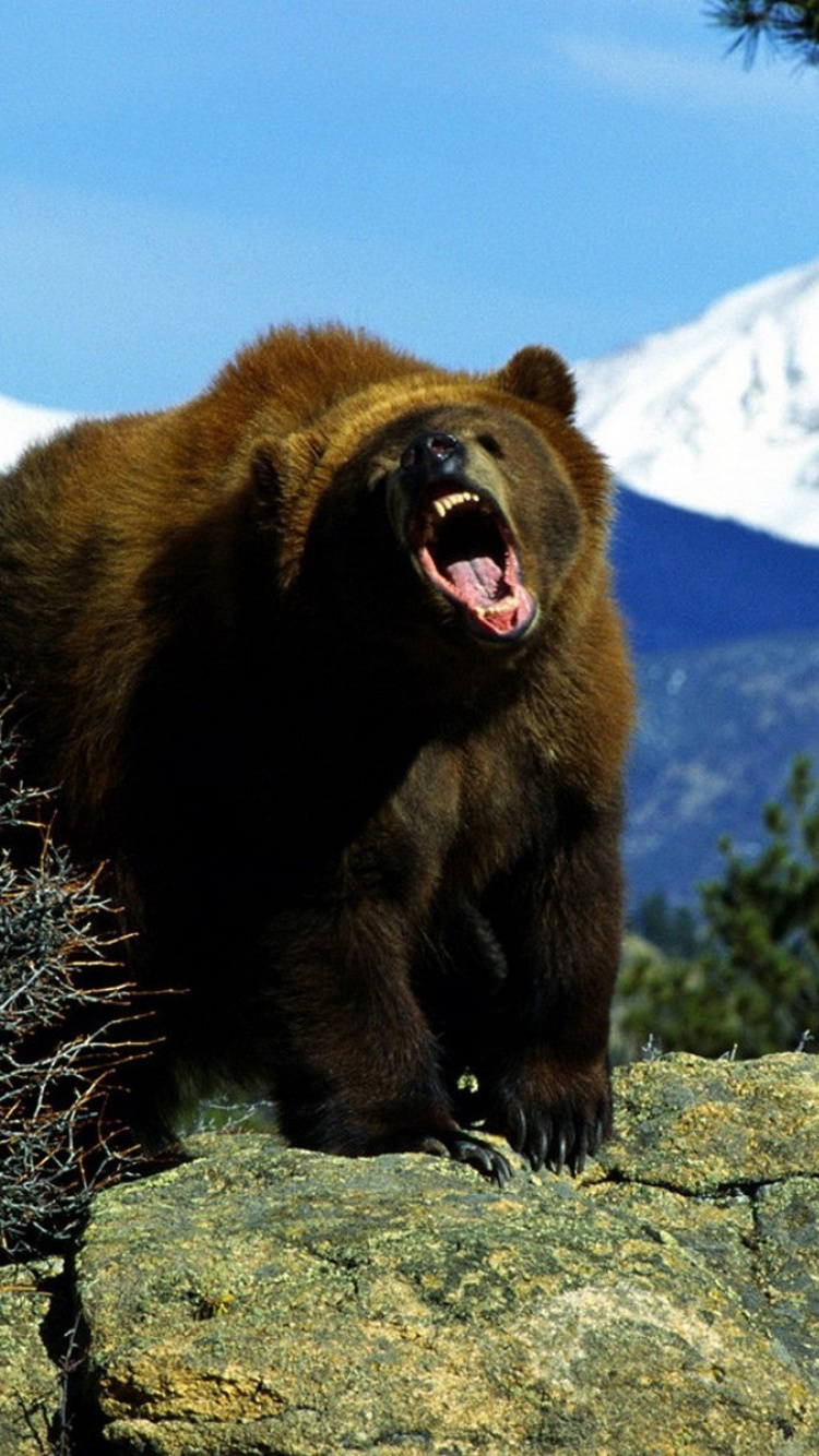 Обои Гризли, медведь, бурый медведь, наземные животные, живая природа в разрешении 750x1334