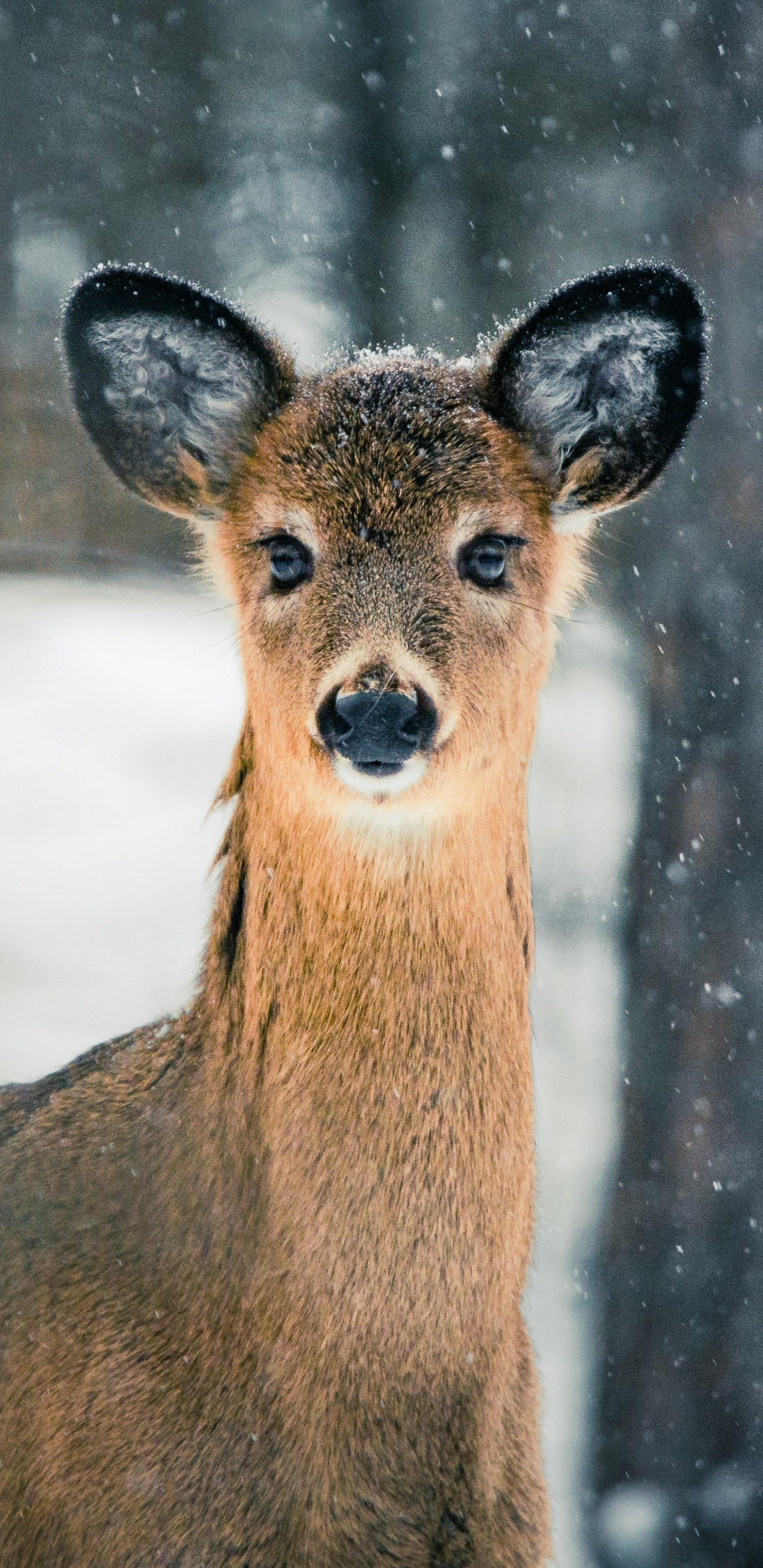 Обои олененок, кабарга, живая природа, белохвостый олень, наземные животные в разрешении 1440x2960