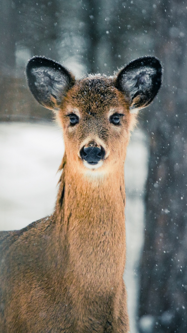 Обои олененок, кабарга, живая природа, белохвостый олень, наземные животные в разрешении 720x1280