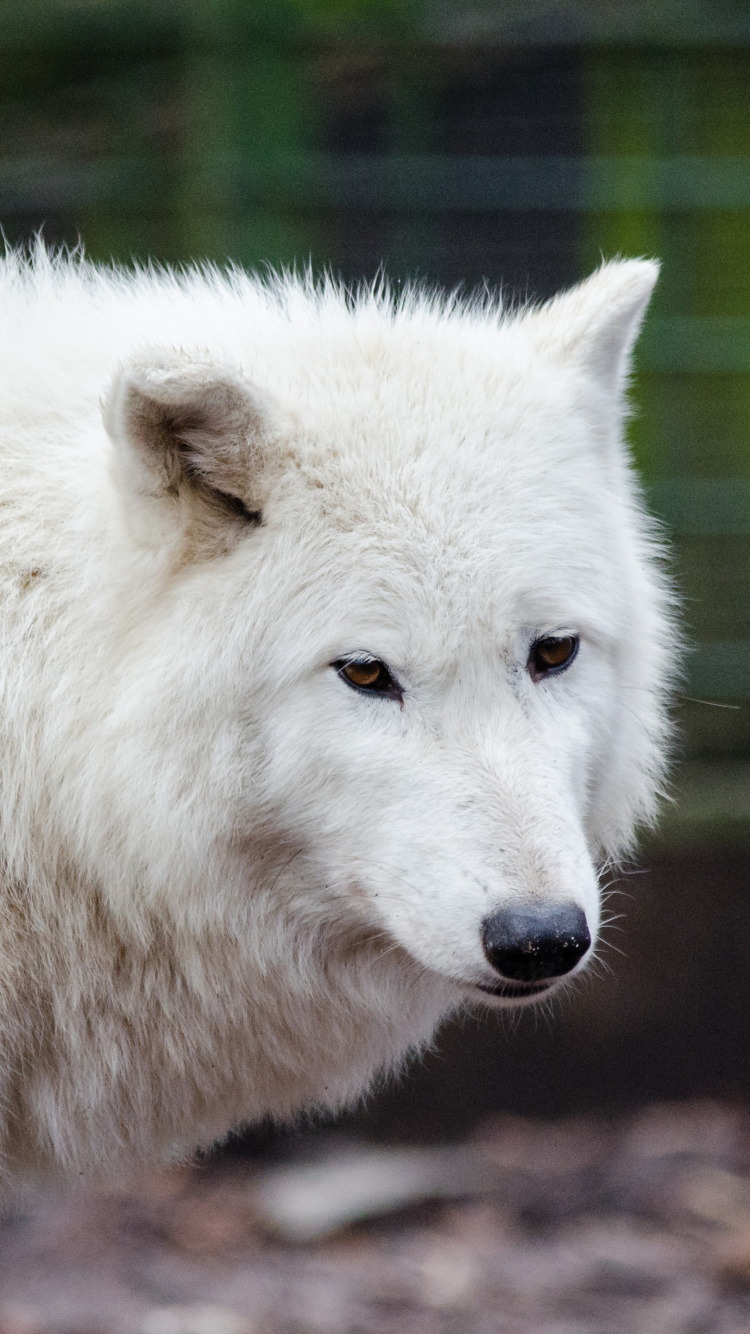 Обои живая природа, фауна, мех, взгляд в разрешении 750x1334