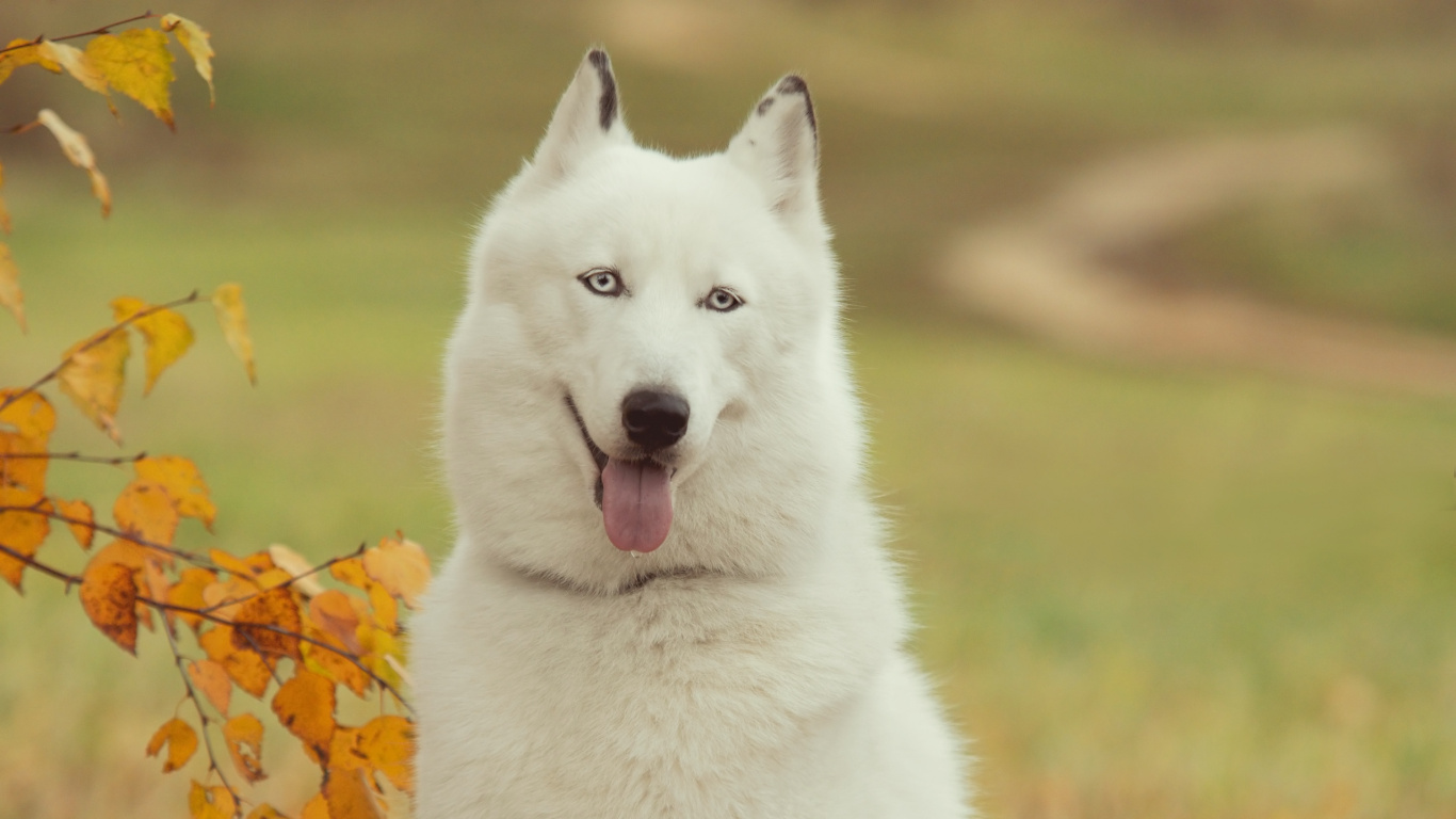 Обои Себирская Хаски, хаски, пес, собака породы, гренландская собака в разрешении 1366x768