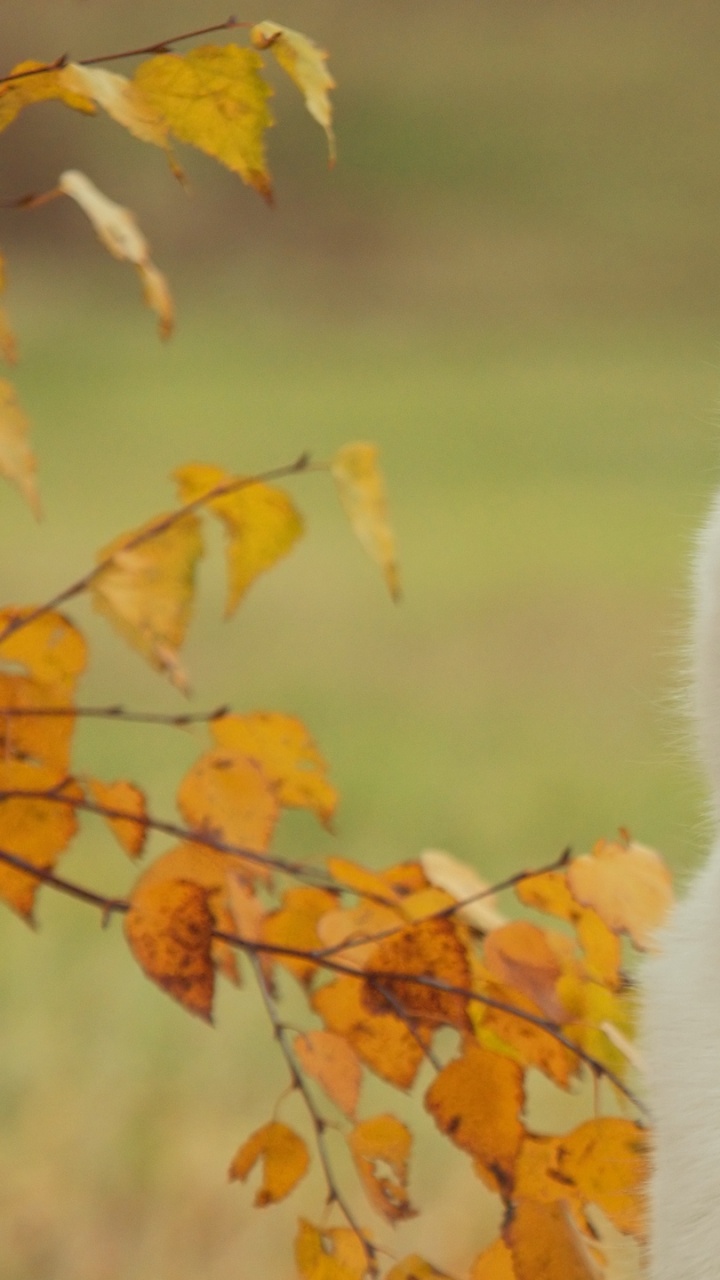 Обои Себирская Хаски, хаски, пес, собака породы, гренландская собака в разрешении 720x1280