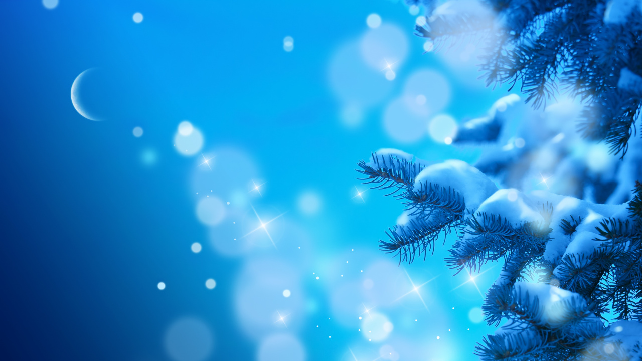 Обои синий, пихта, семейства сосновых, морская биология, крупный план в разрешении 1280x720