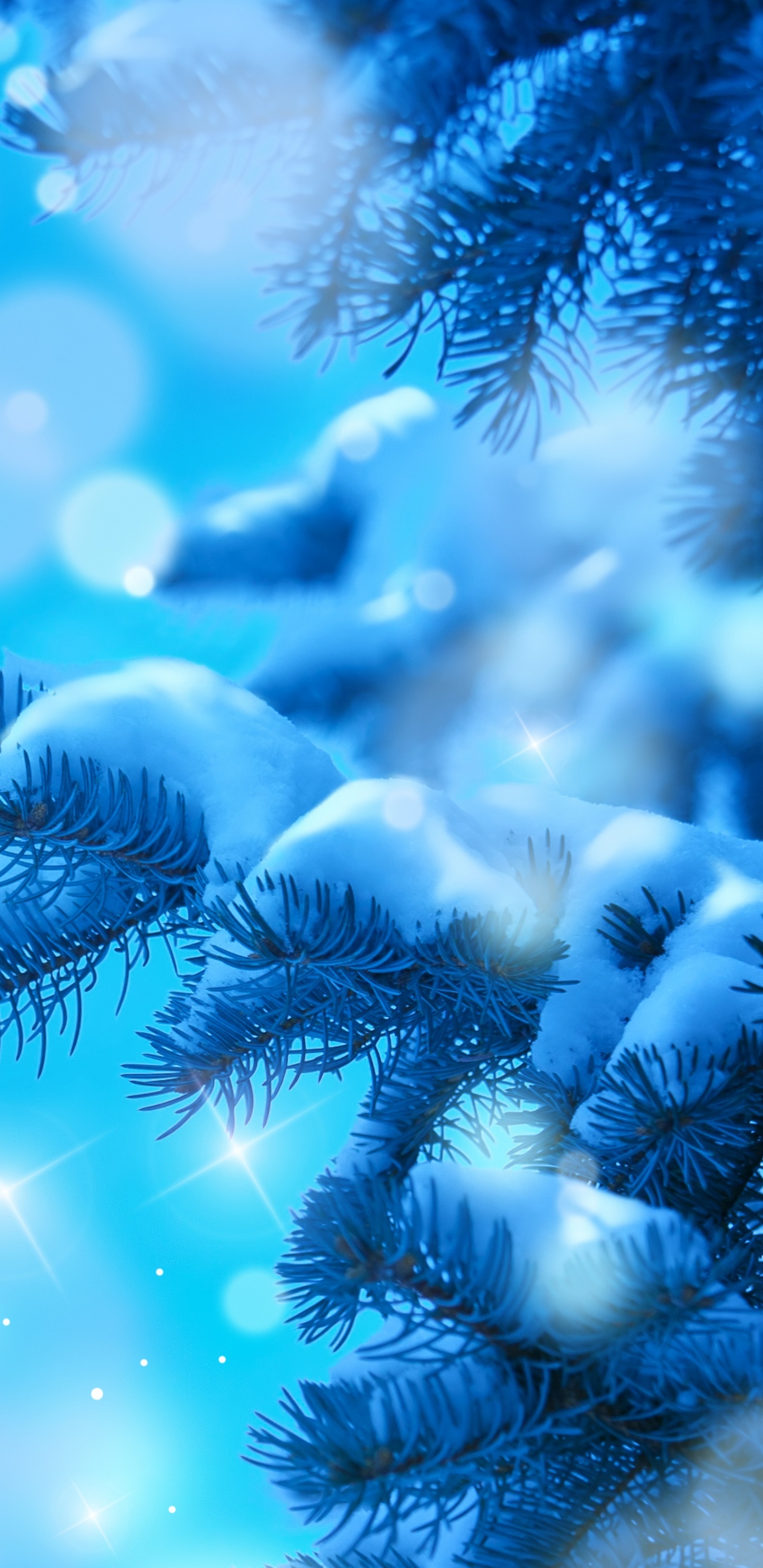 Обои синий, пихта, семейства сосновых, морская биология, крупный план в разрешении 1440x2960