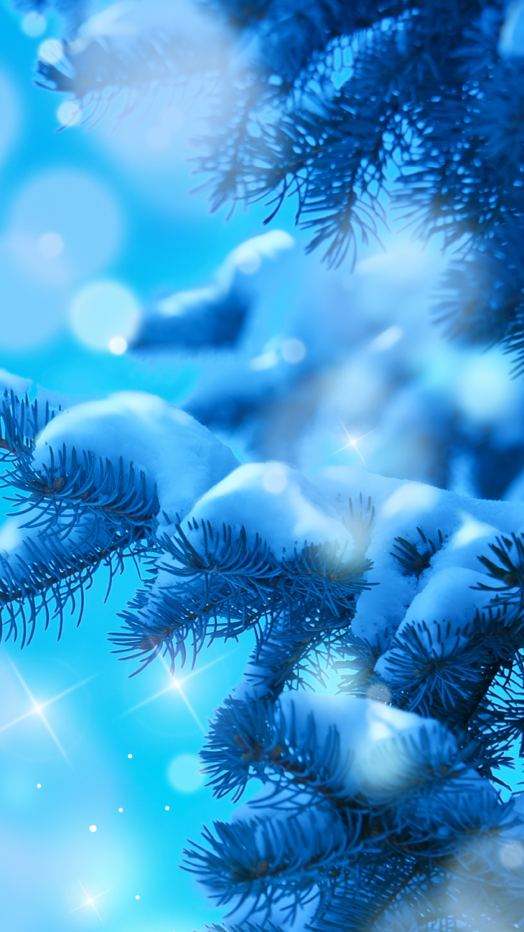 Обои синий, пихта, семейства сосновых, морская биология, крупный план в разрешении 750x1334