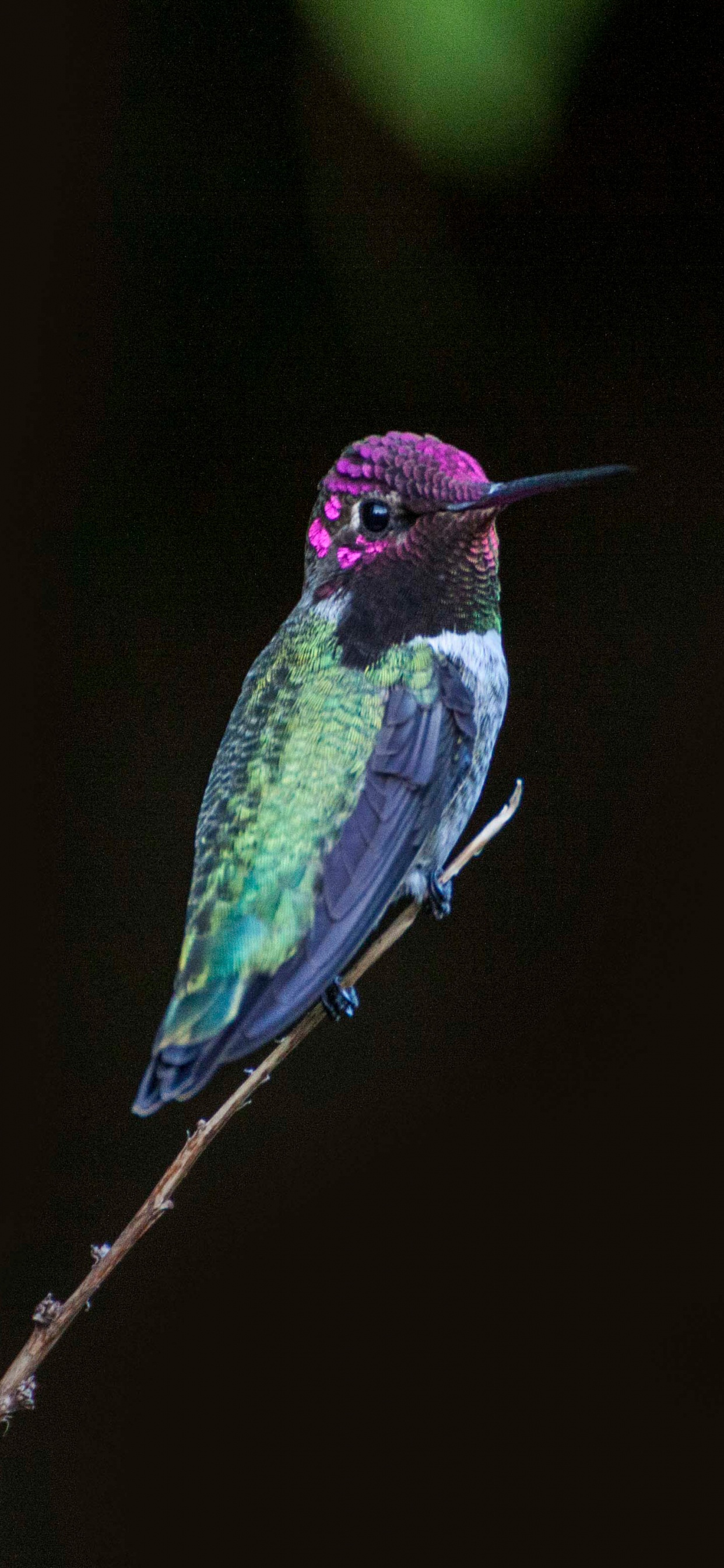 Обои птица, Колибри, клюв, живая природа, ракшеобразных в разрешении 1242x2688