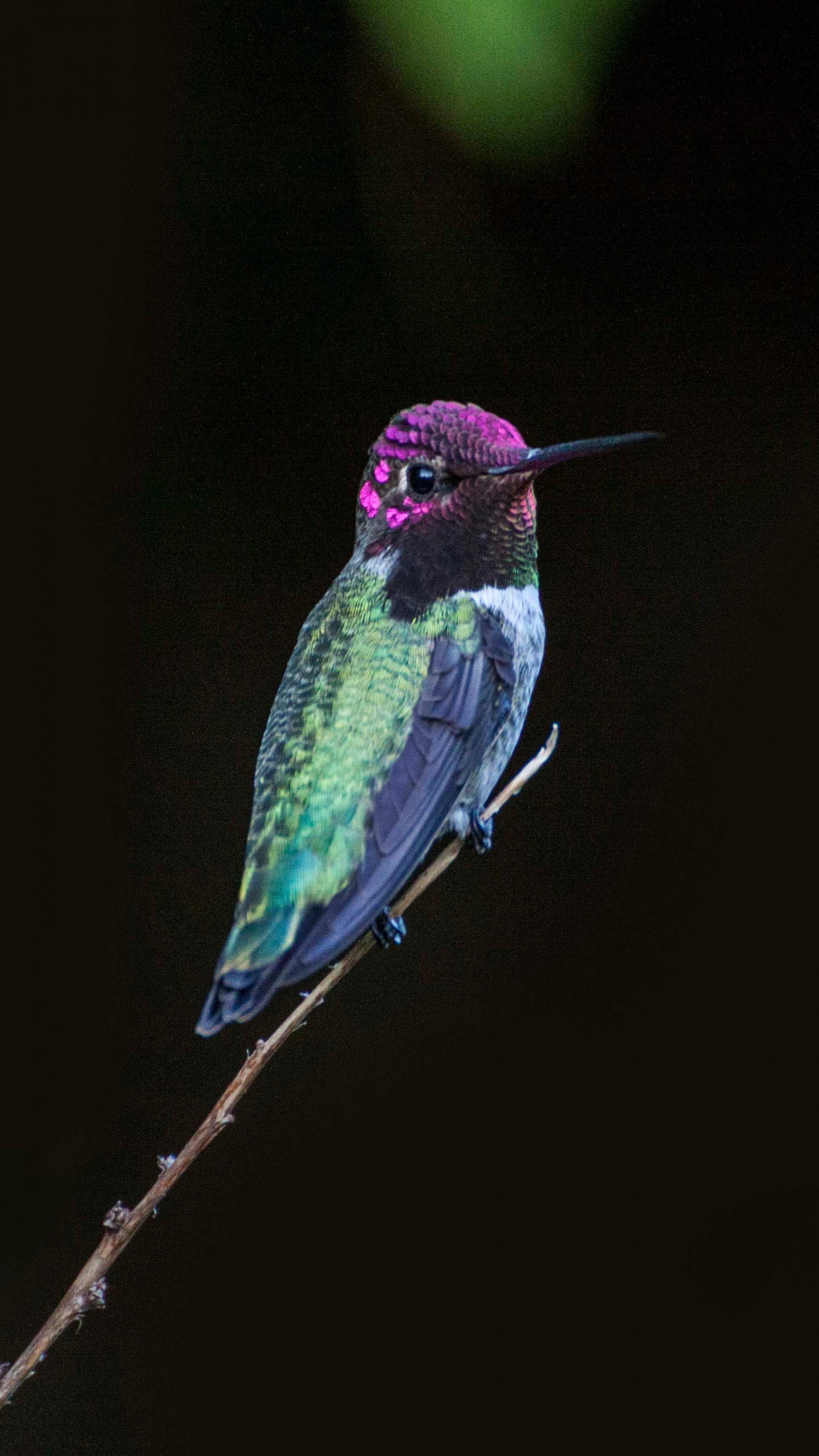 Обои птица, Колибри, клюв, живая природа, ракшеобразных в разрешении 1440x2560