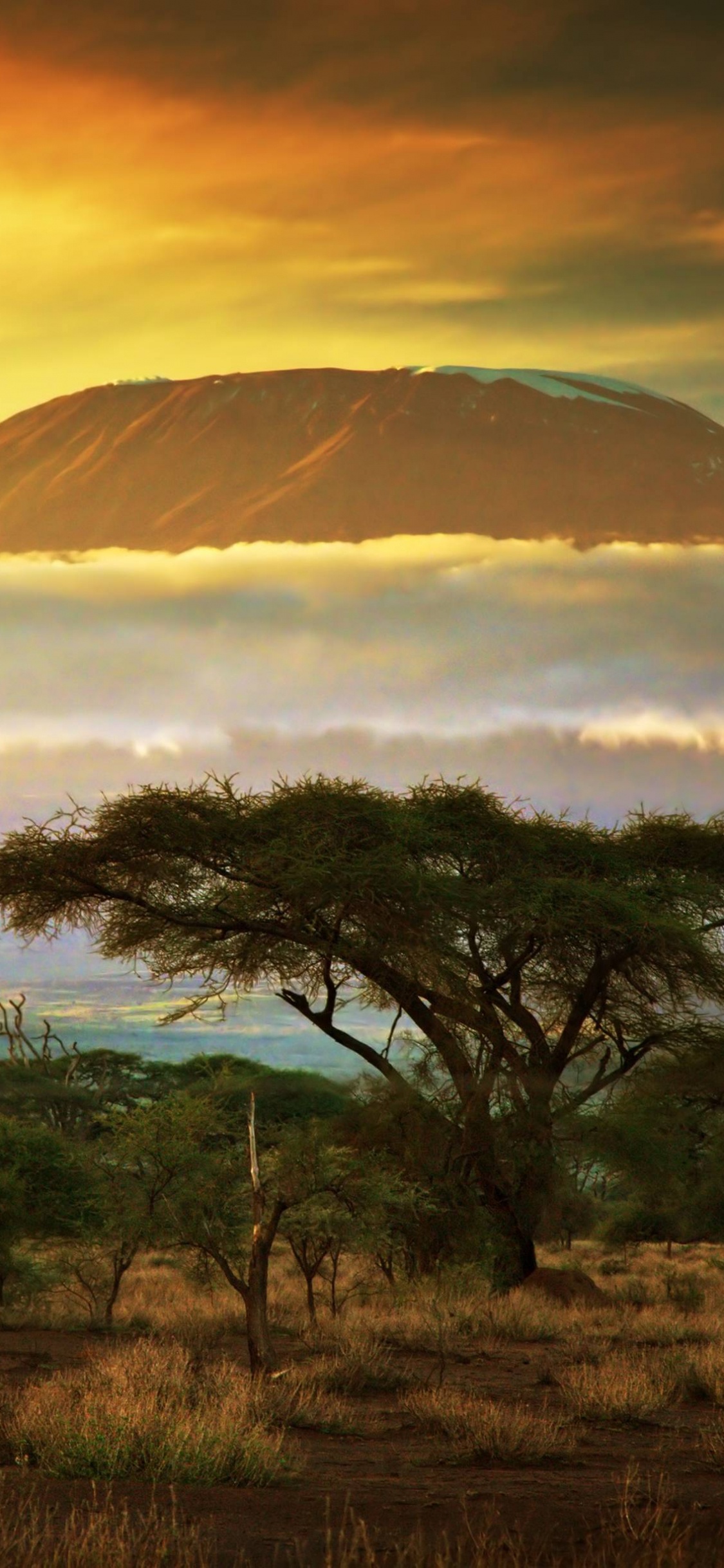 Обои гора Килиманджаро, Мачаме, Саванна, дерево, утро в разрешении 1125x2436