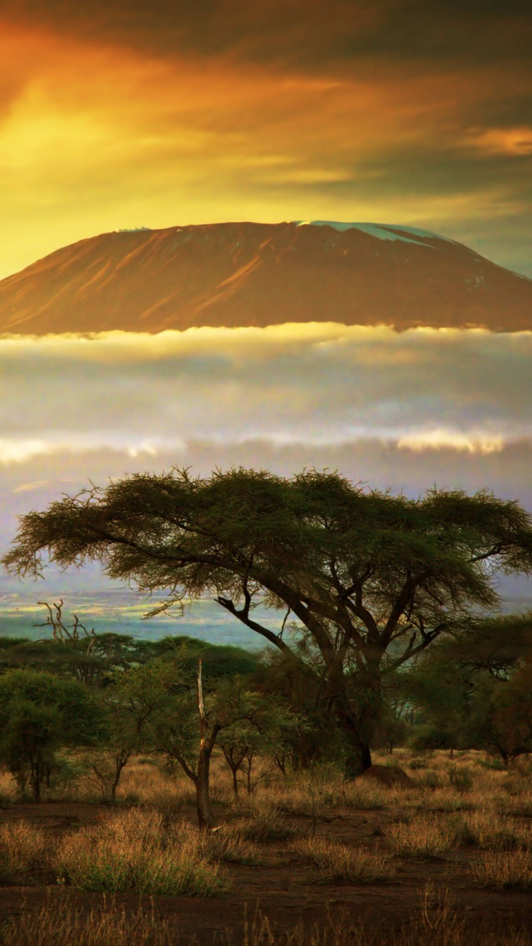 Обои гора Килиманджаро, Мачаме, Саванна, дерево, утро в разрешении 750x1334