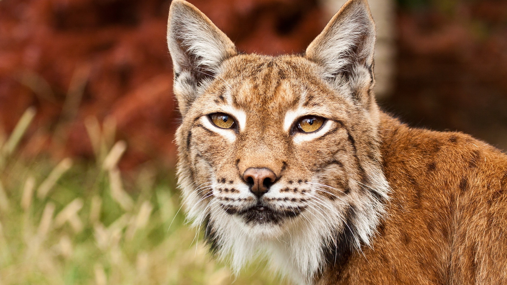 Обои рысь, наземные животные, живая природа, морда, фотография в разрешении 1920x1080