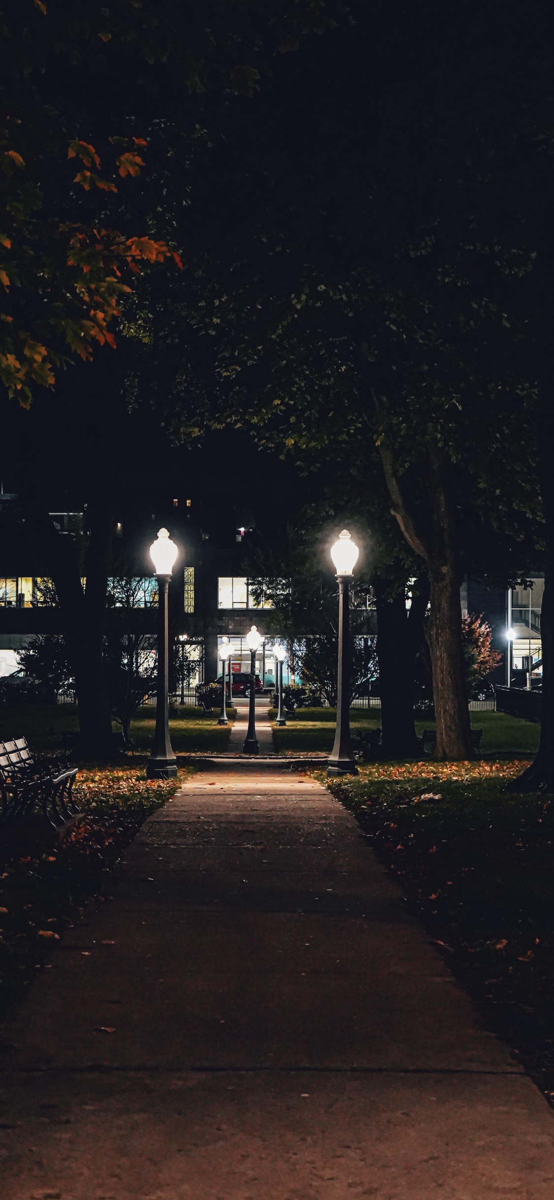 Обои ночь, растение, автомобильное освещение, лист, ветвь в разрешении 1125x2436