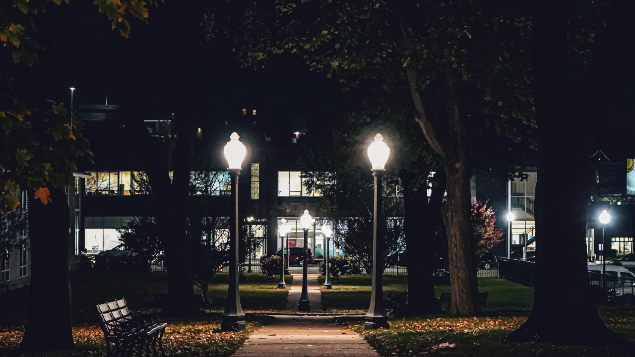 Обои ночь, растение, автомобильное освещение, лист, ветвь в разрешении 1280x720