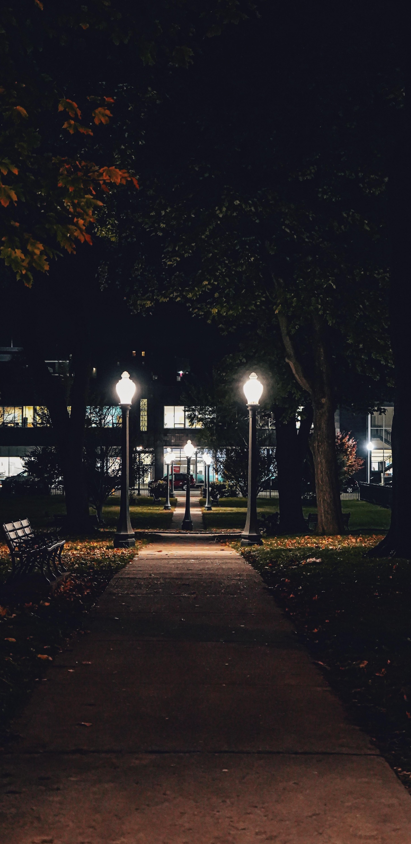 Обои ночь, растение, автомобильное освещение, лист, ветвь в разрешении 1440x2960